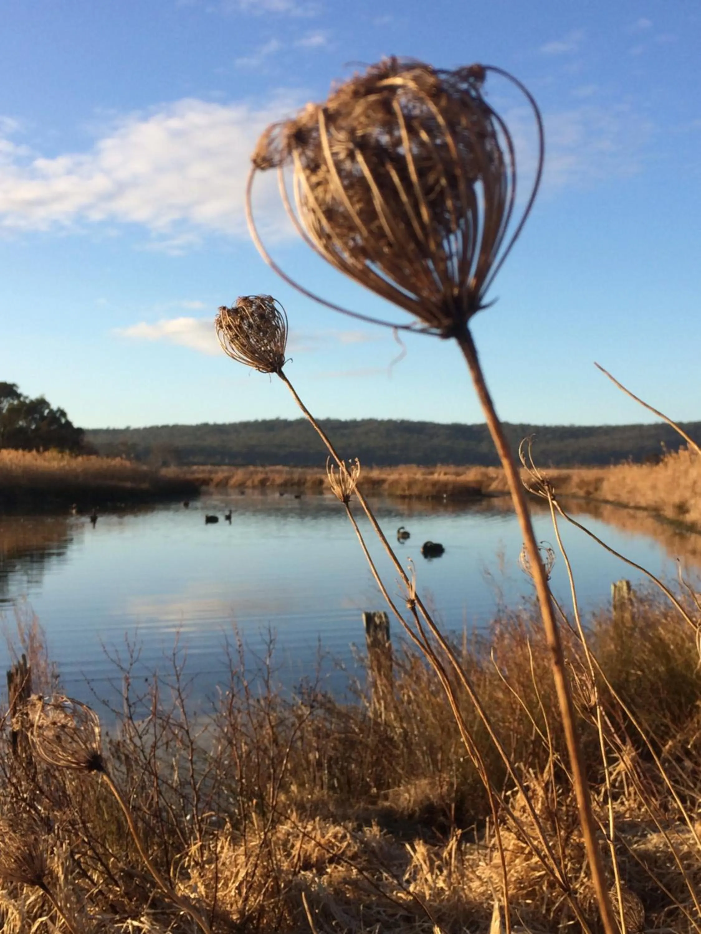 Natural landscape in Idlewilde Town & Country Motor Inn