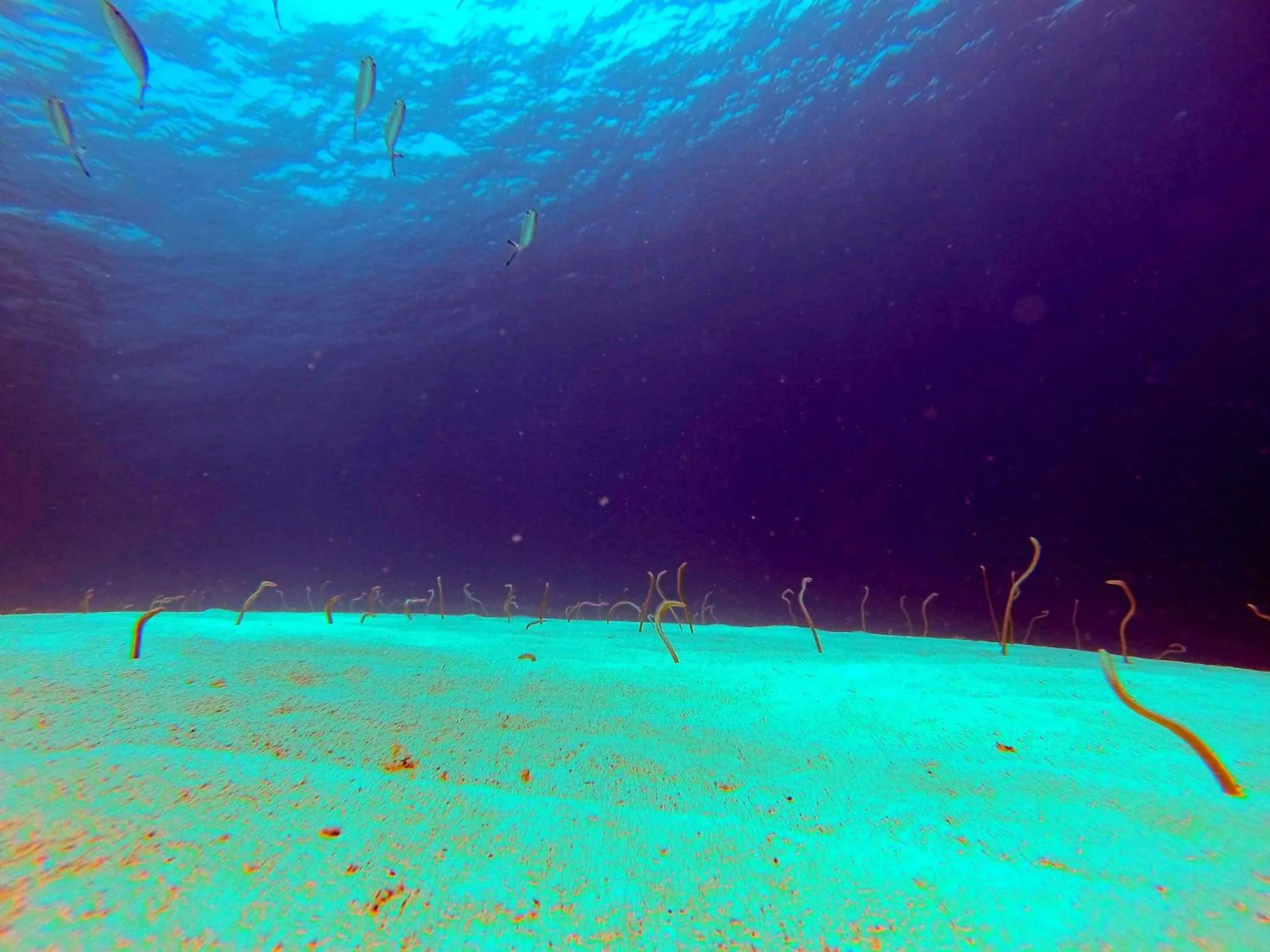 Diving in El Primo Hotel Dahab