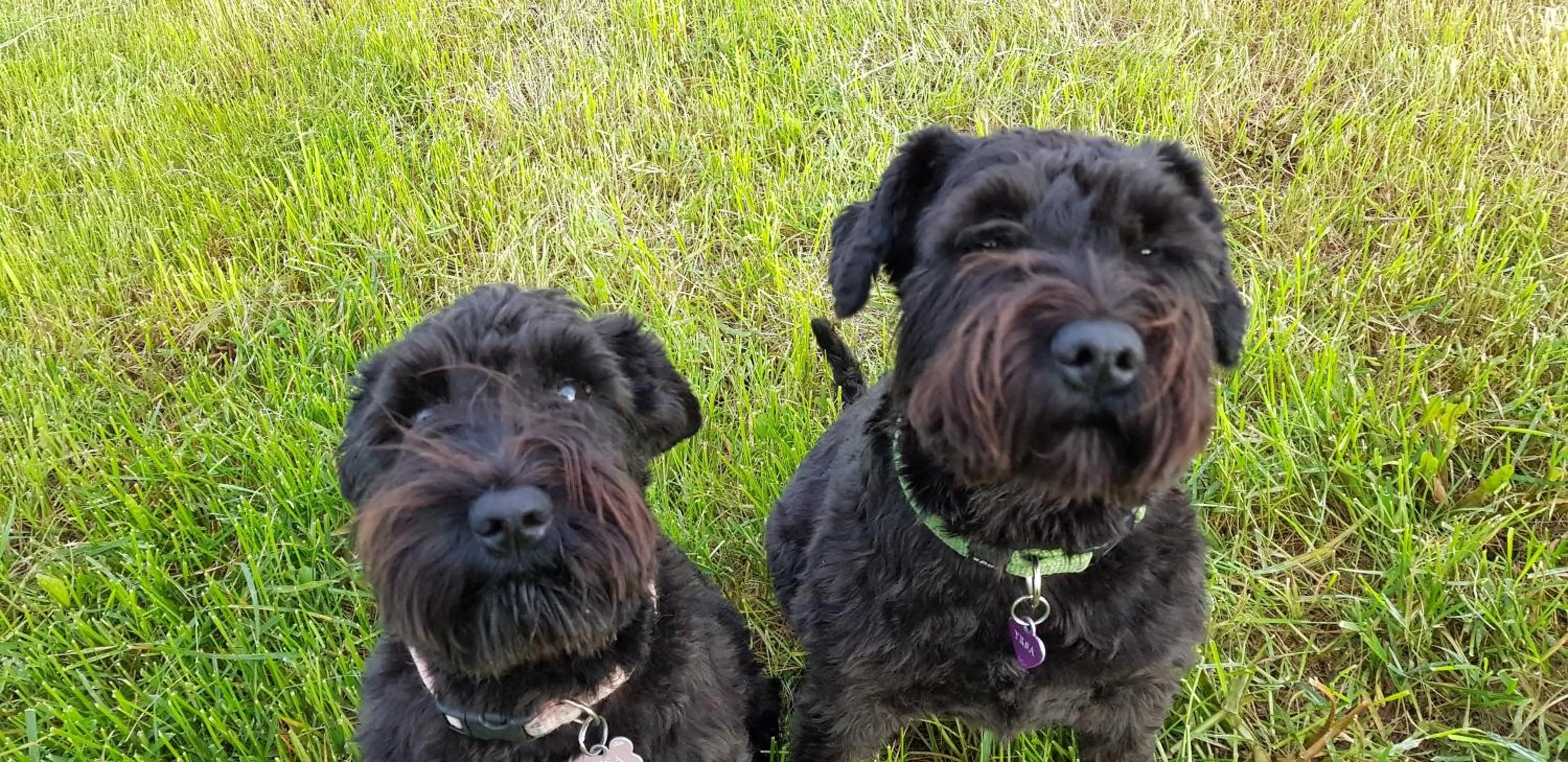 Pets in Karuna Guesthouse