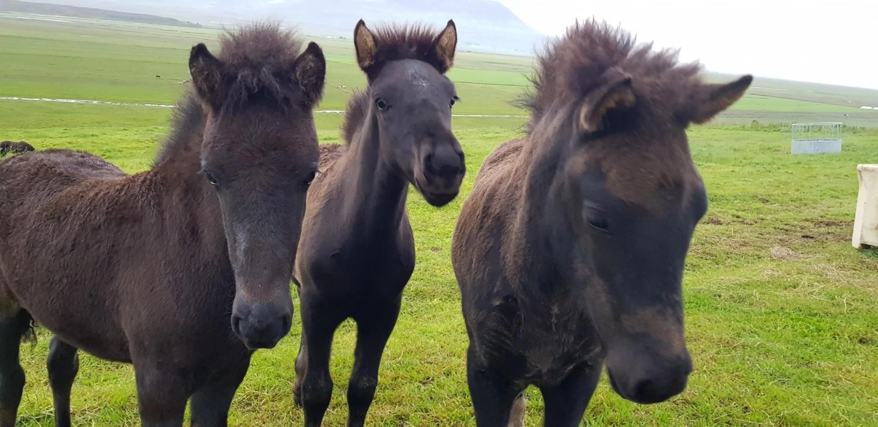 Animals in Karuna Guesthouse