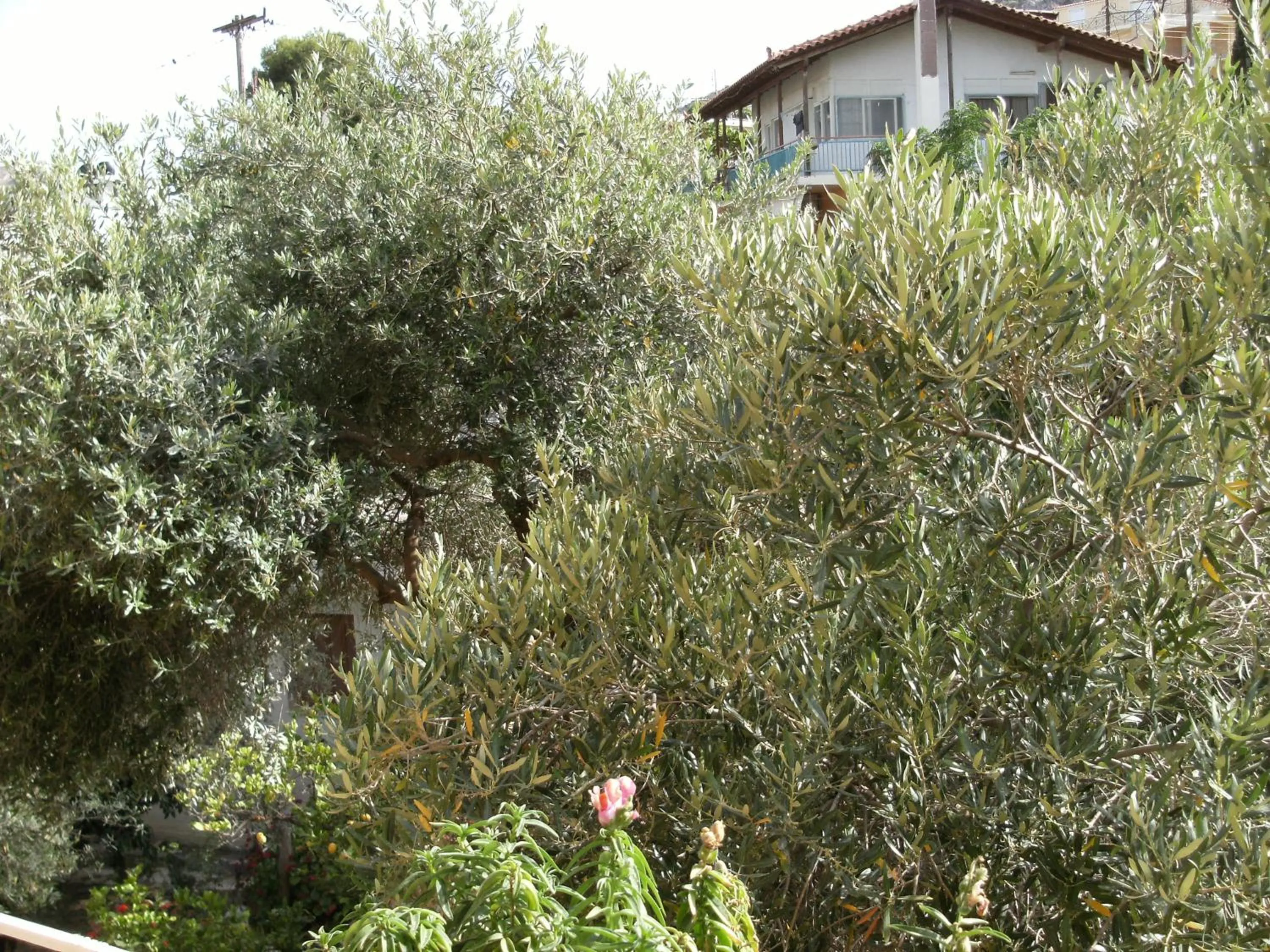 Day in Katerina Hotel