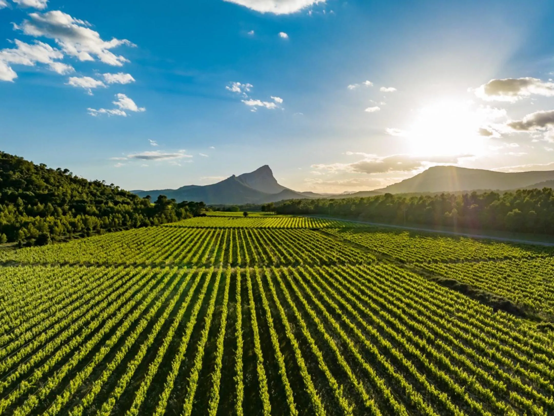Le Castellas du Pic St Loup