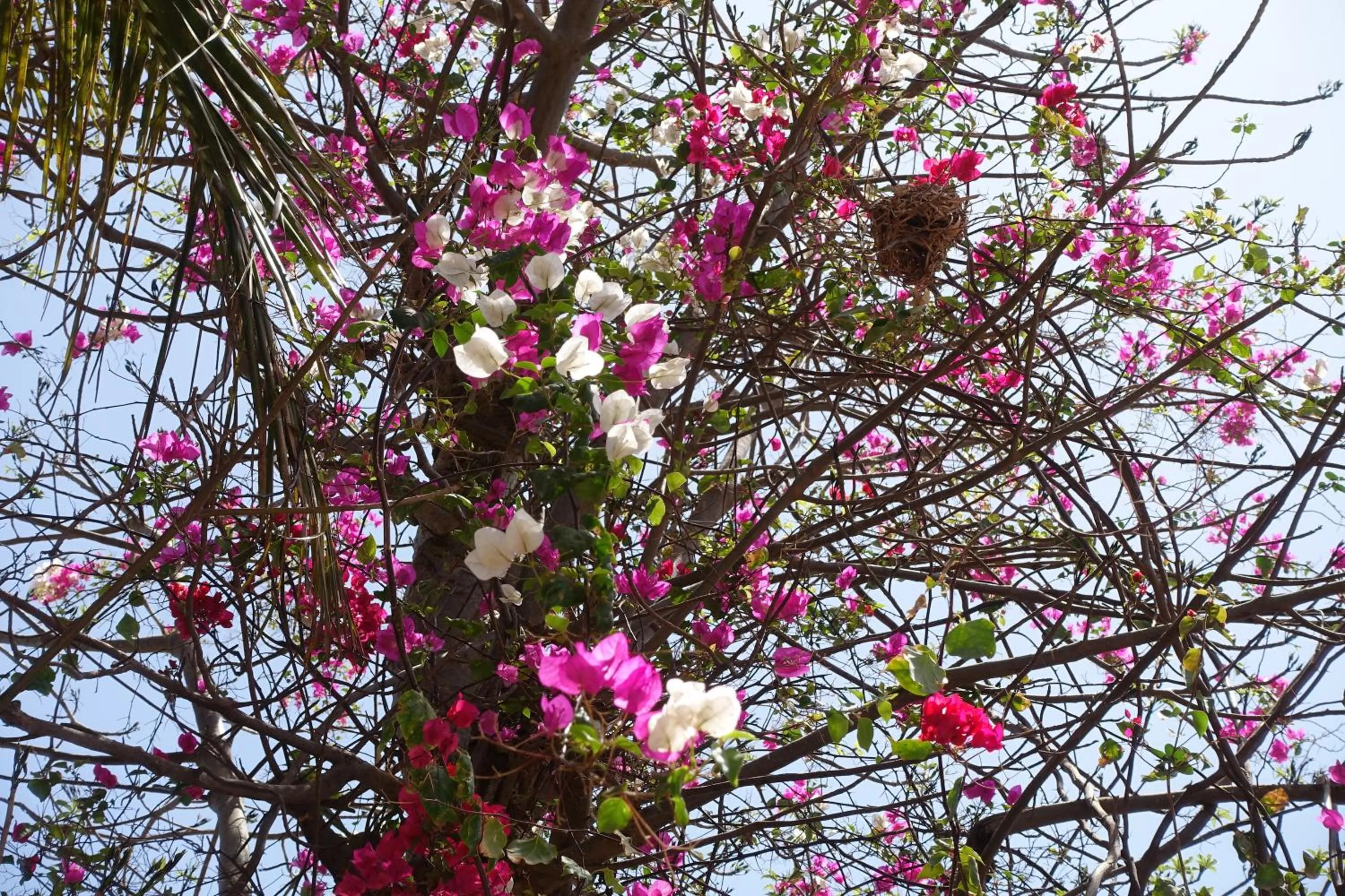 Garden view in Keur Marrakis