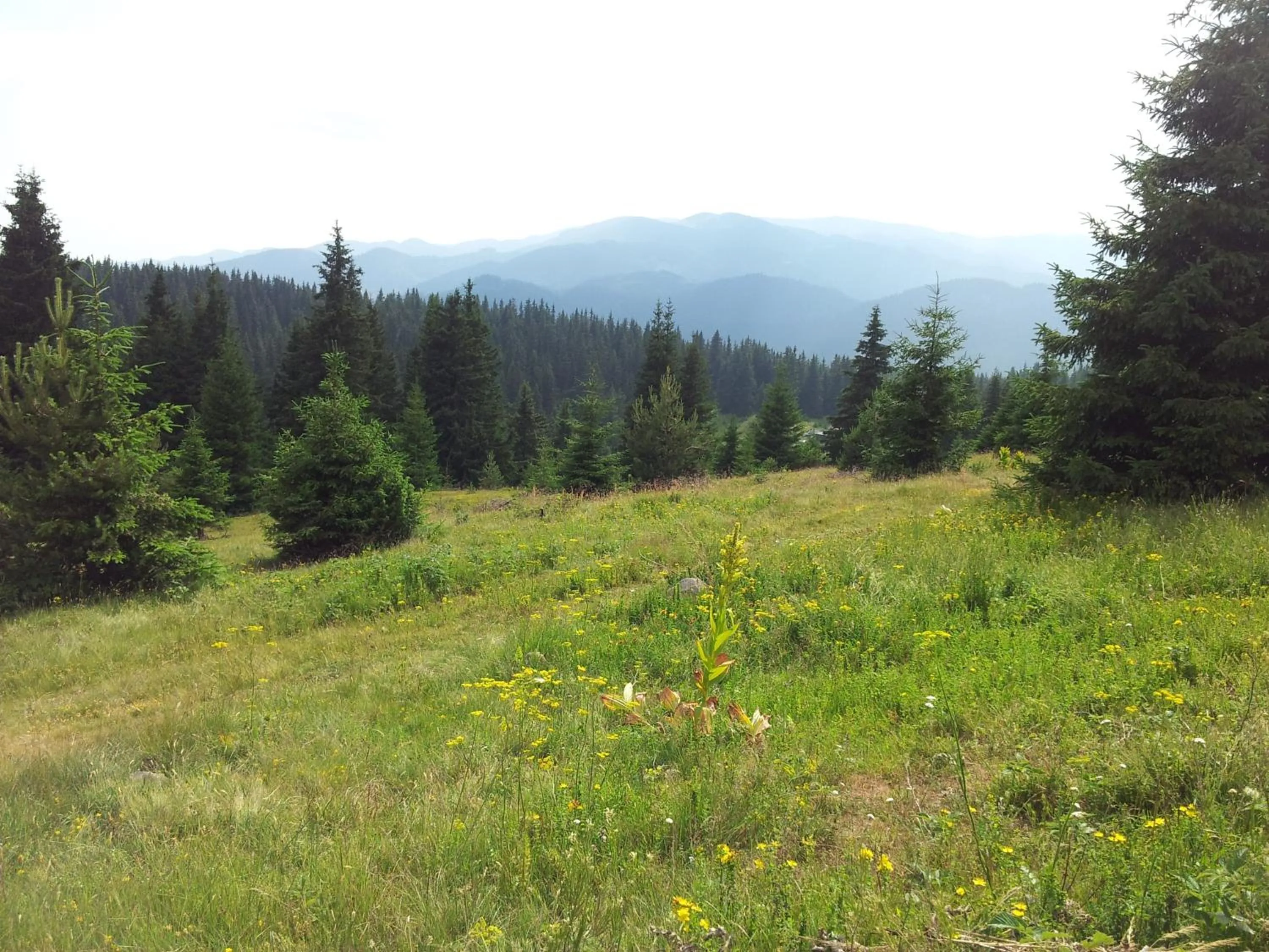 Area and facilities in Hotel Iva & Elena