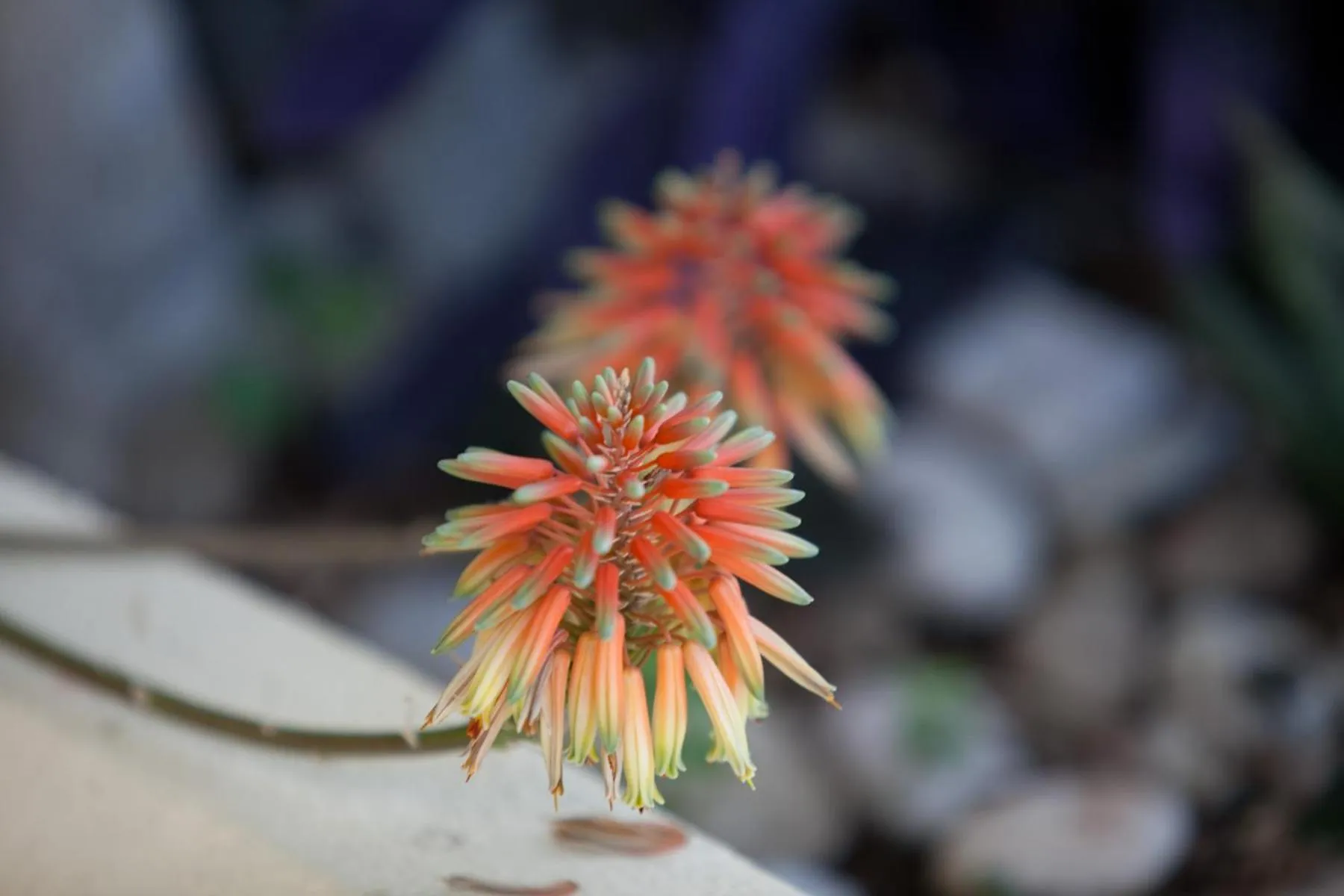 Decorative detail in Hotel Canguro