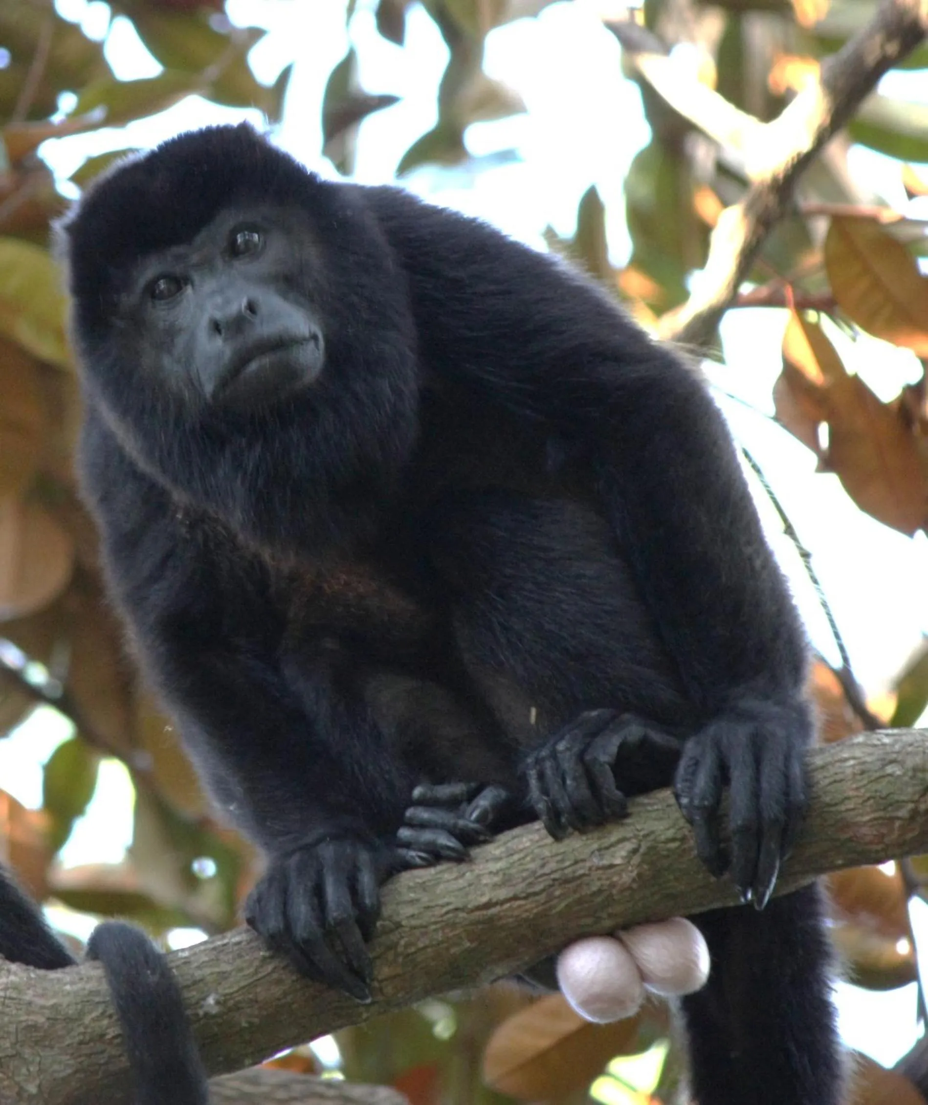 Howler Monkey Hotel
