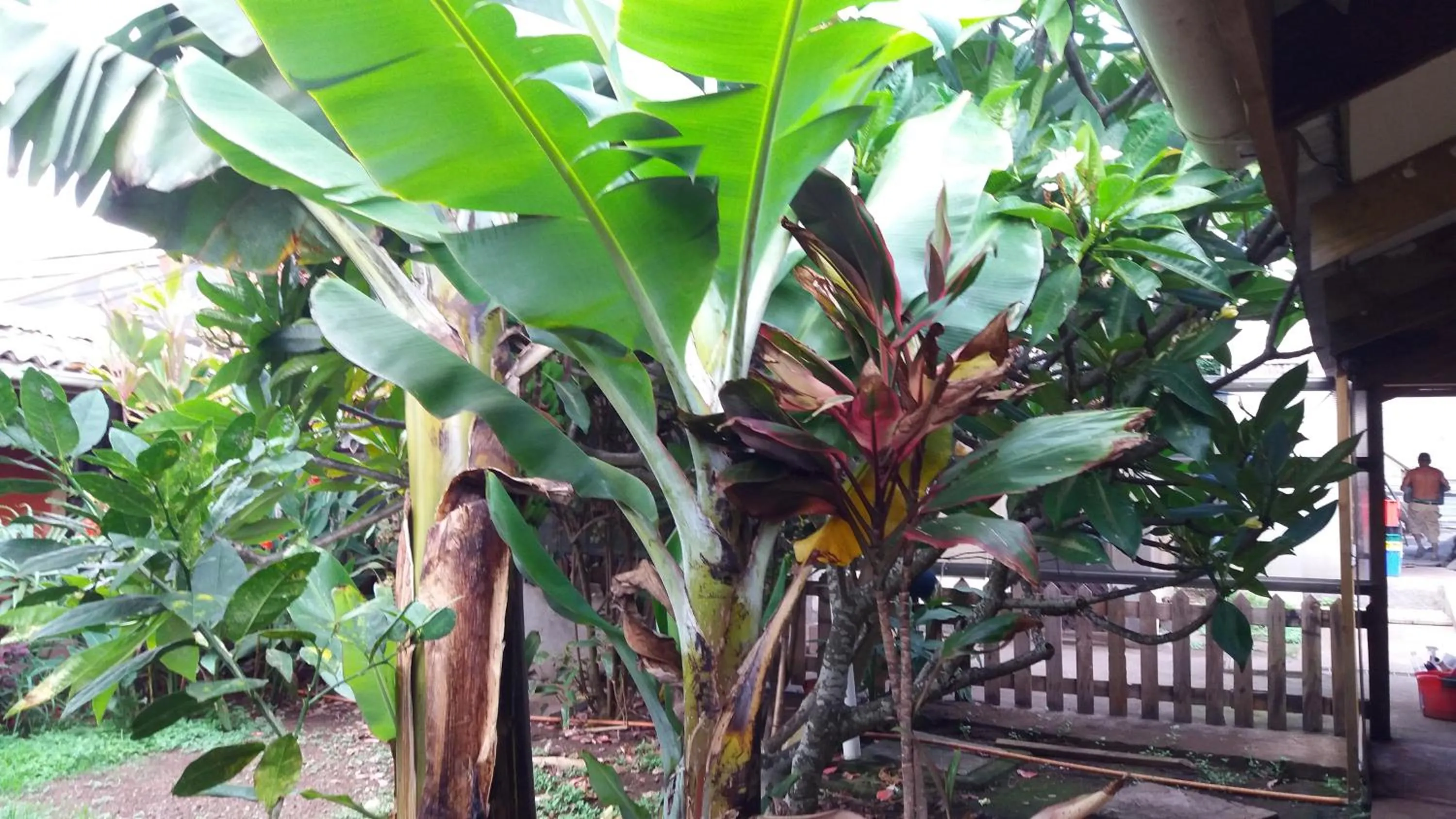 Garden in Tupa Hotel