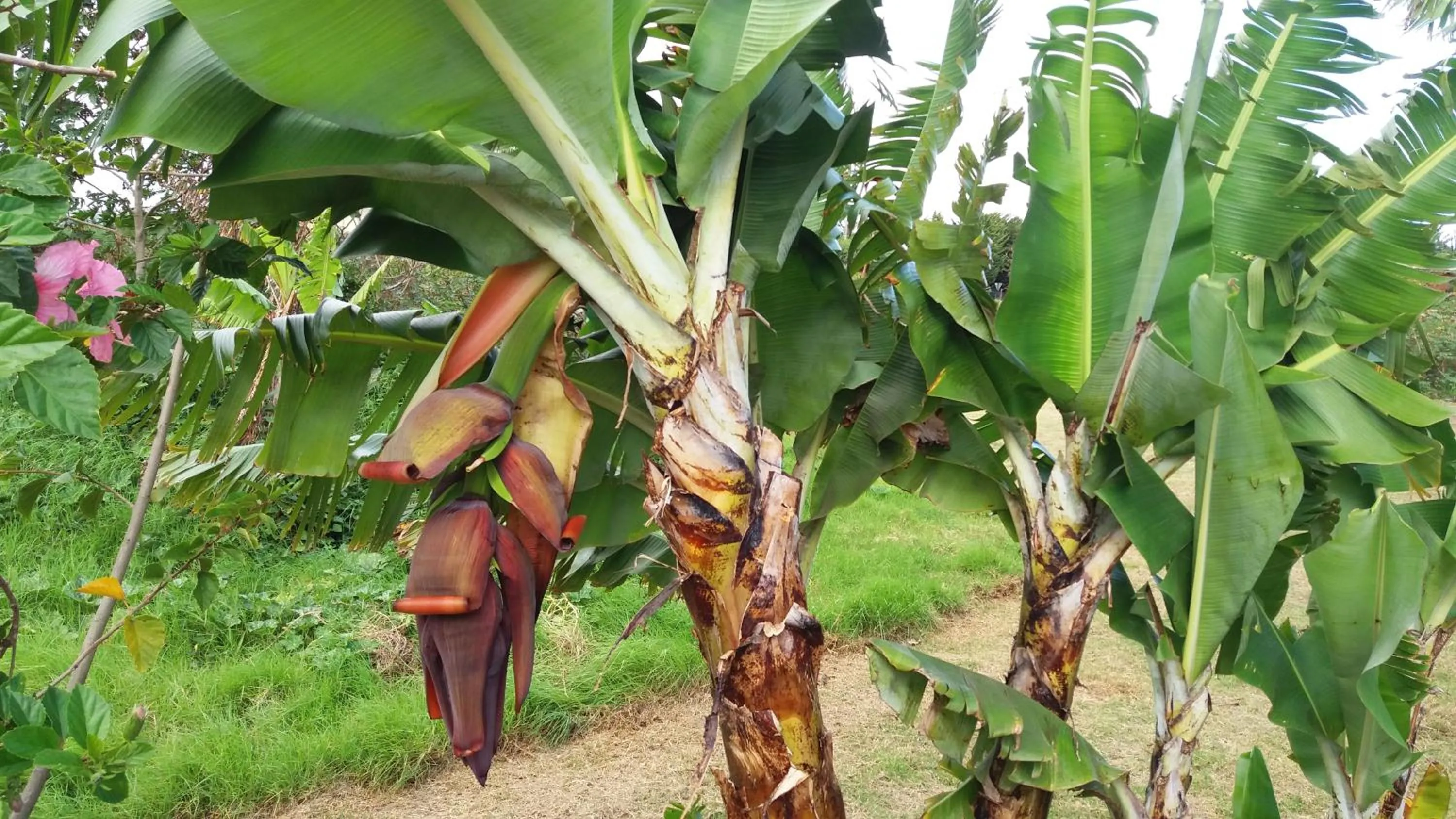 Decorative detail in Tupa Hotel