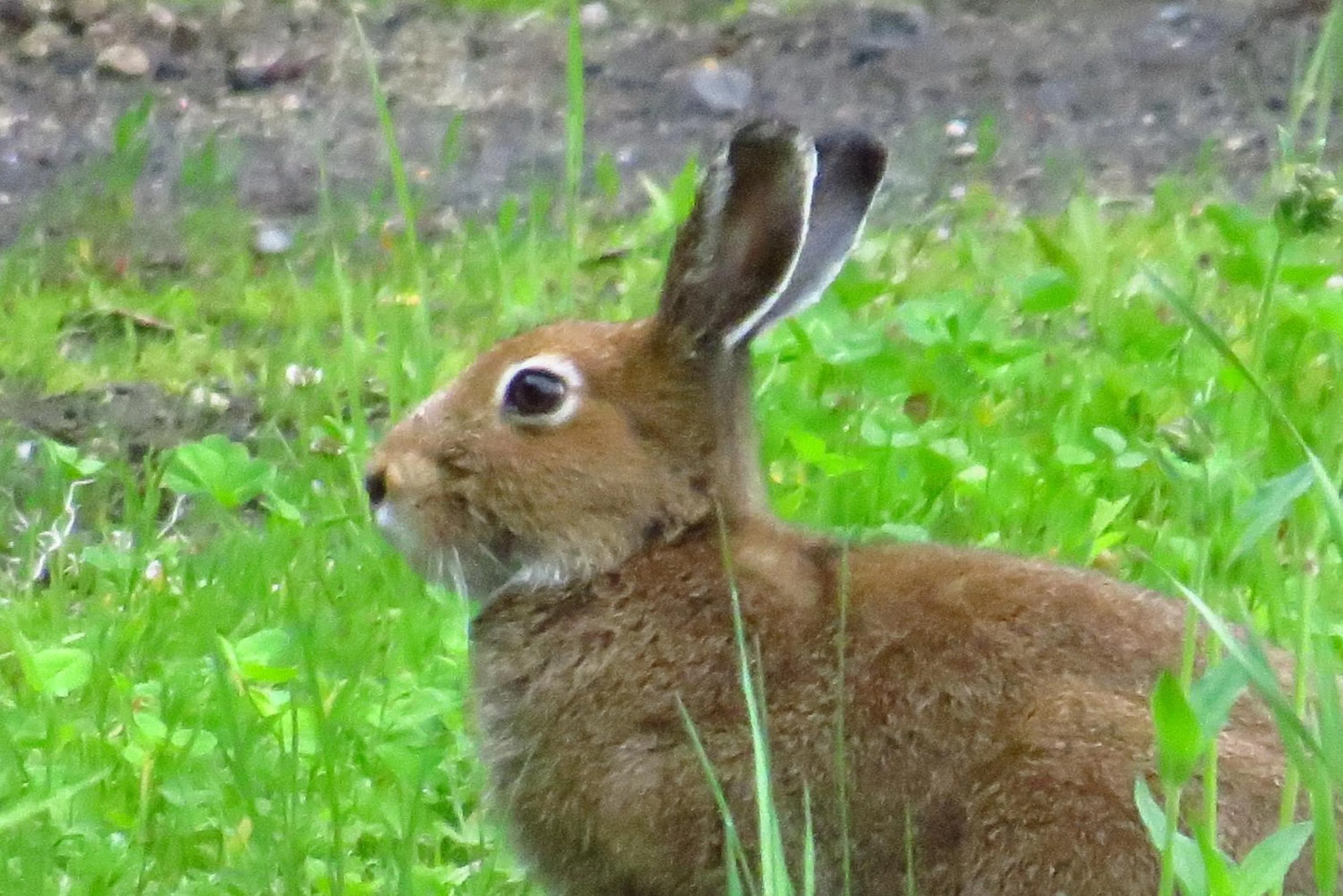 Animals in Traveler's Inn Asanebo