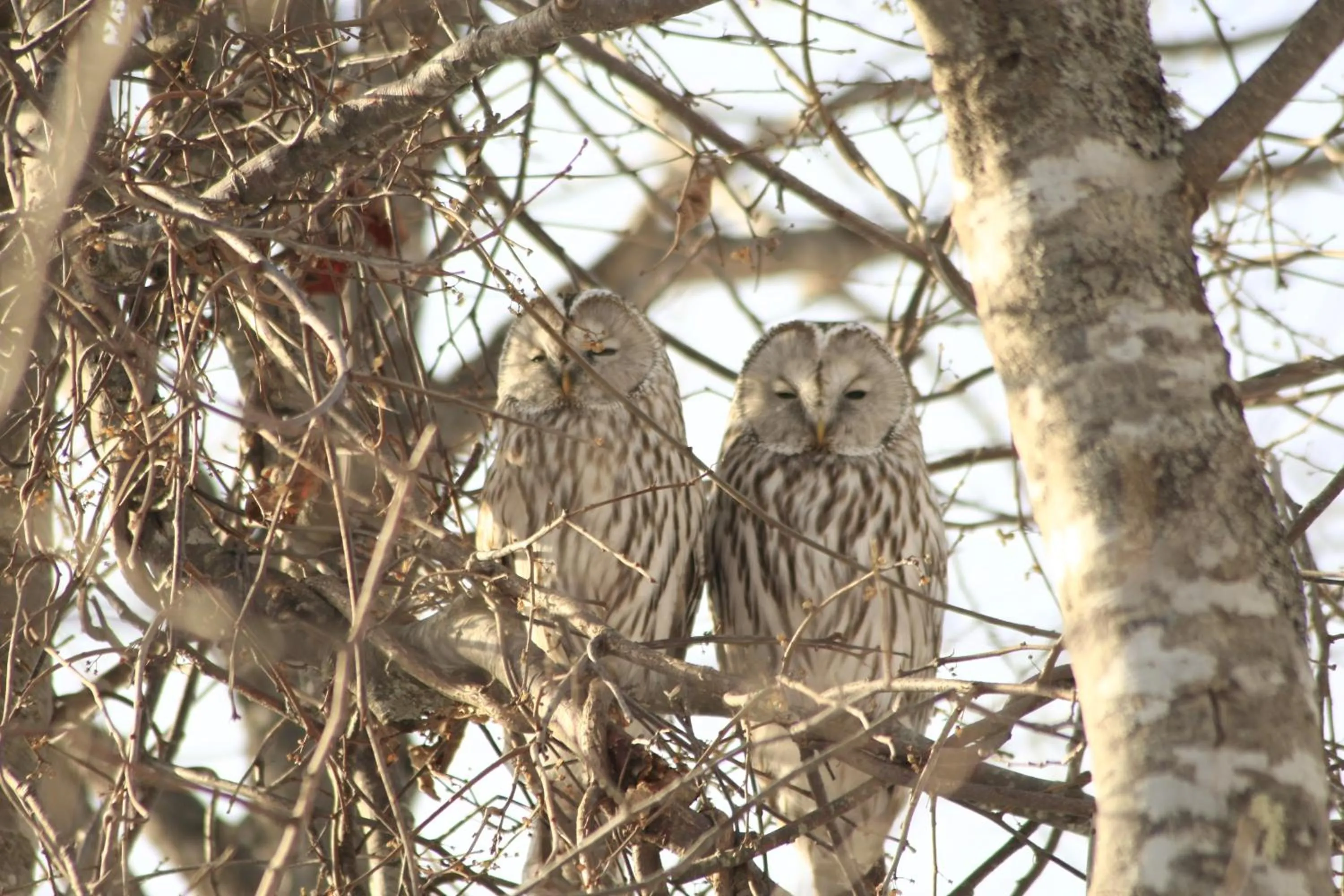 Animals in Traveler's Inn Asanebo