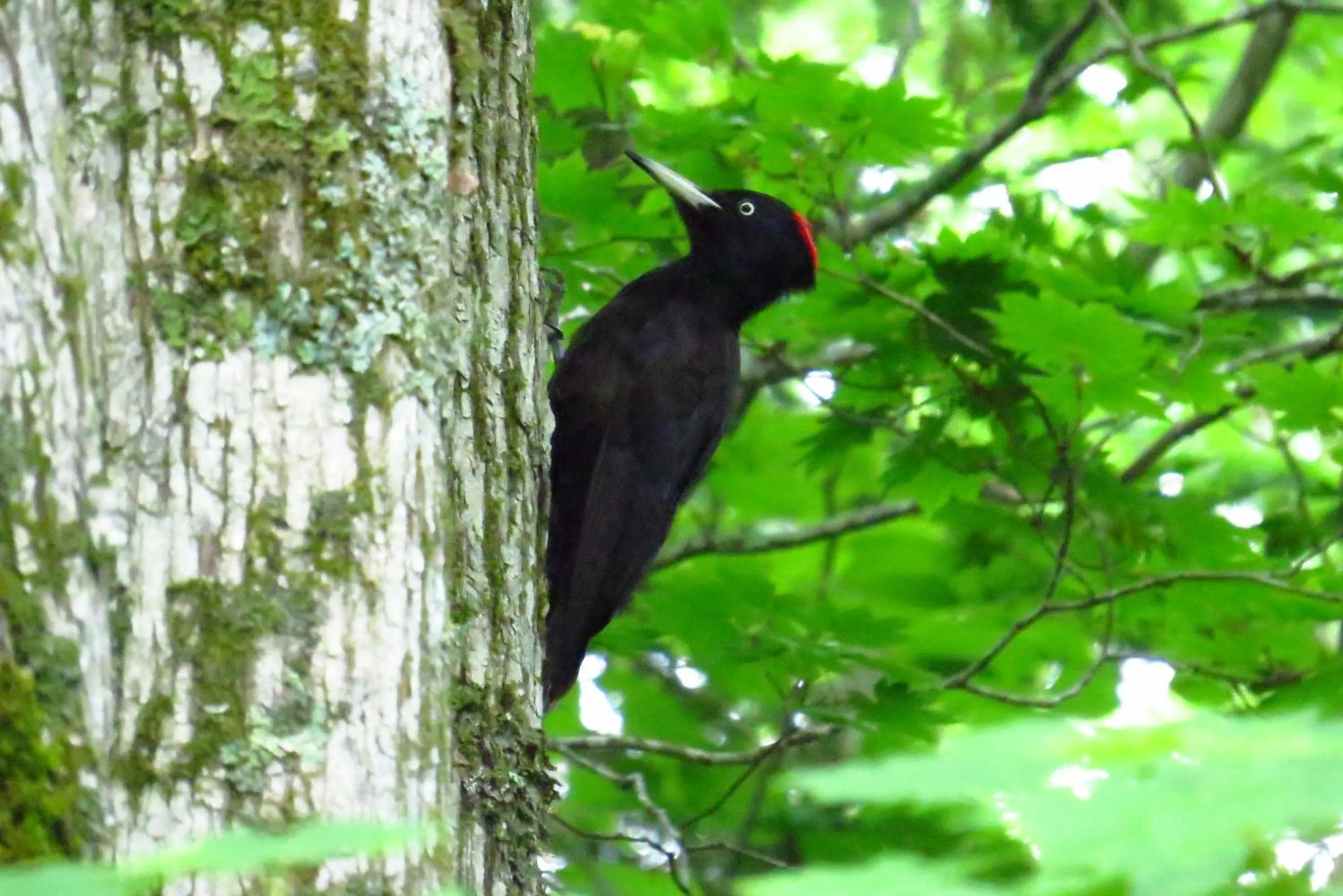Animals in Traveler's Inn Asanebo