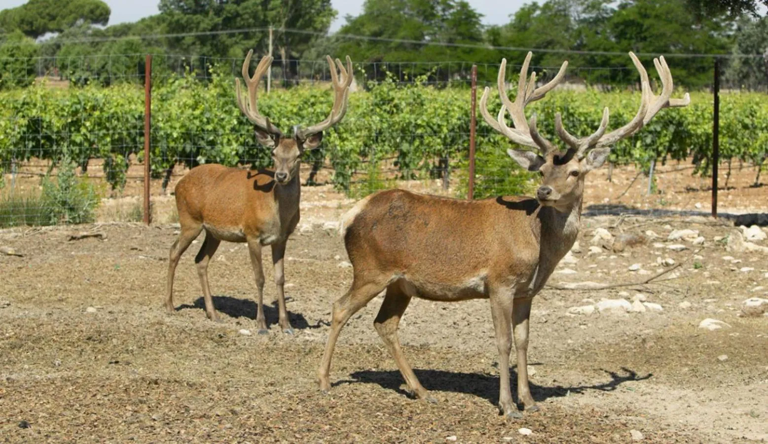 Animals in La Casita de la Planta