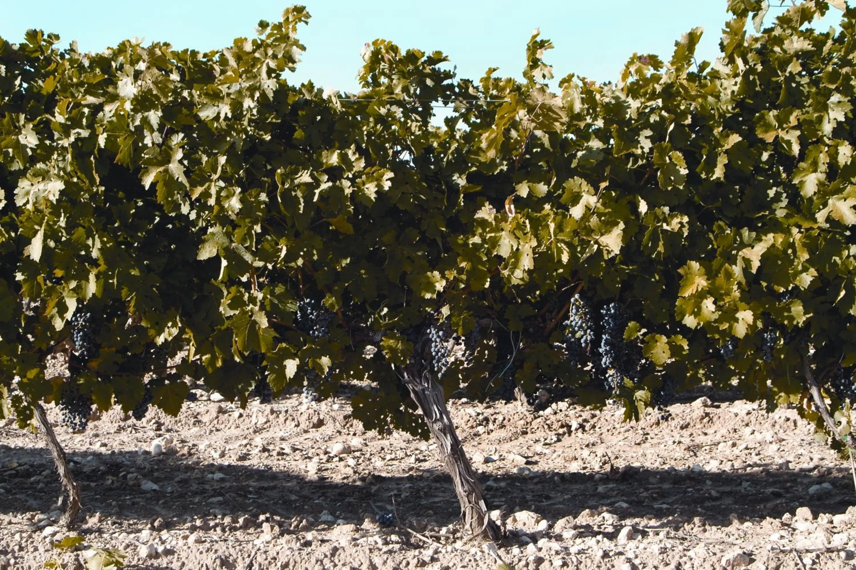 La Casita de la Planta