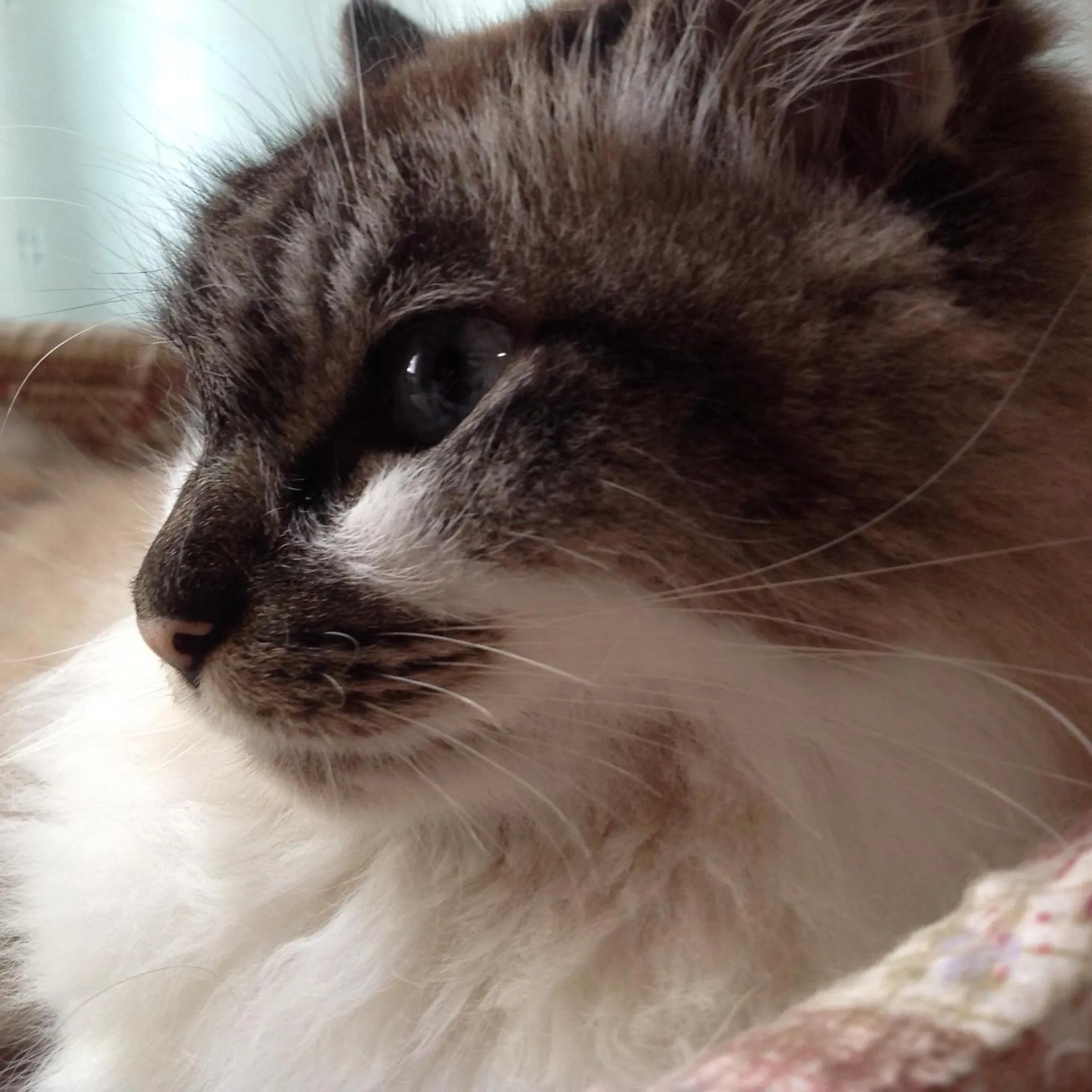 Pets in Milk-ya Women-Only Guest House