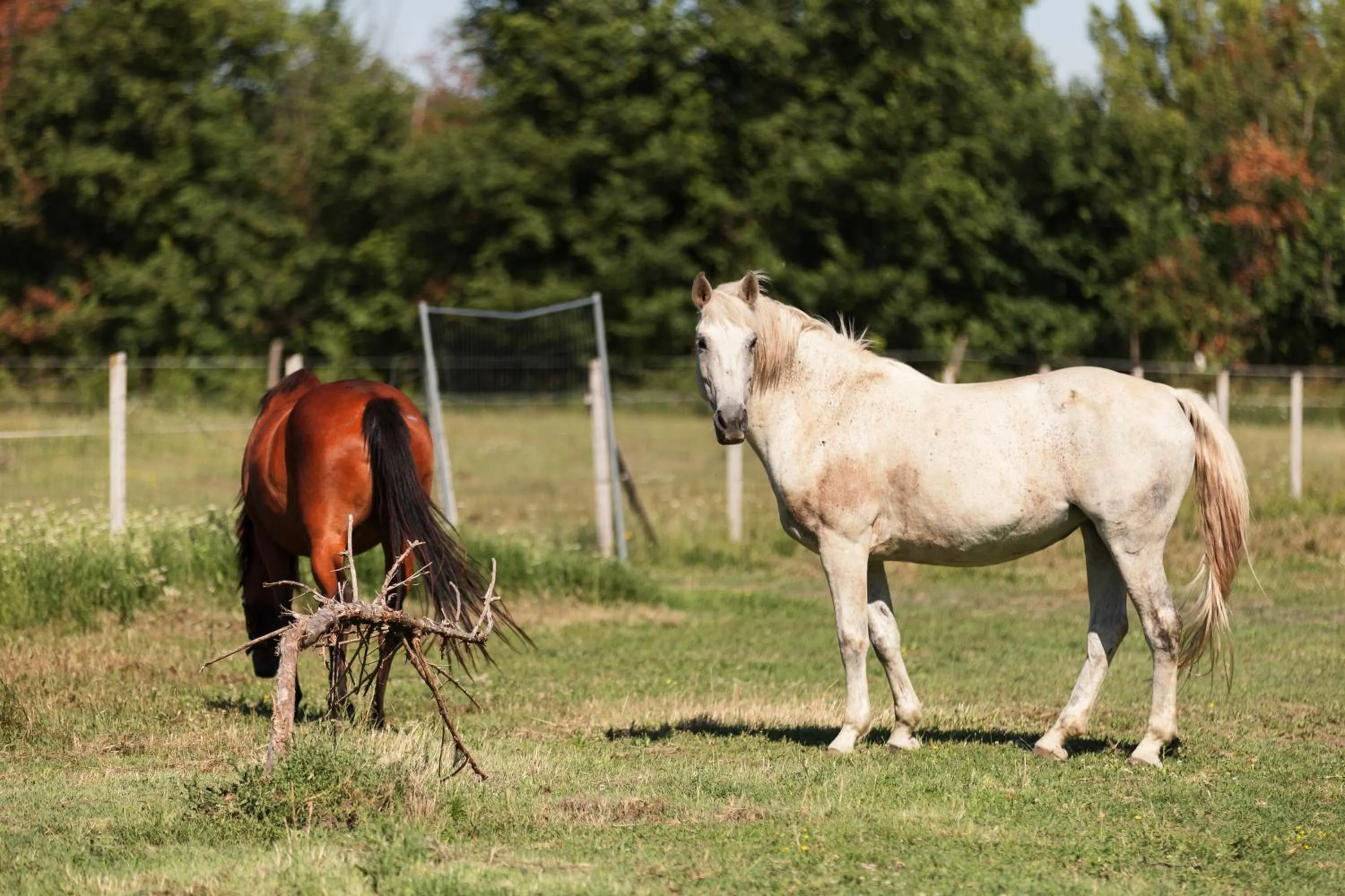 Horse-riding in Bauer Resort Countryside Retreat