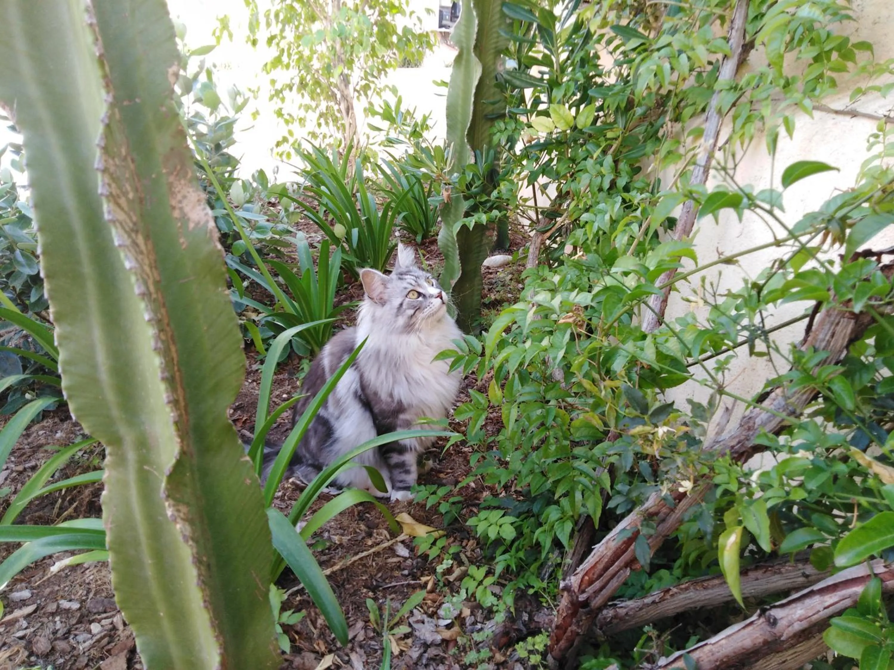 Animals, Other Animals in Le Vauban