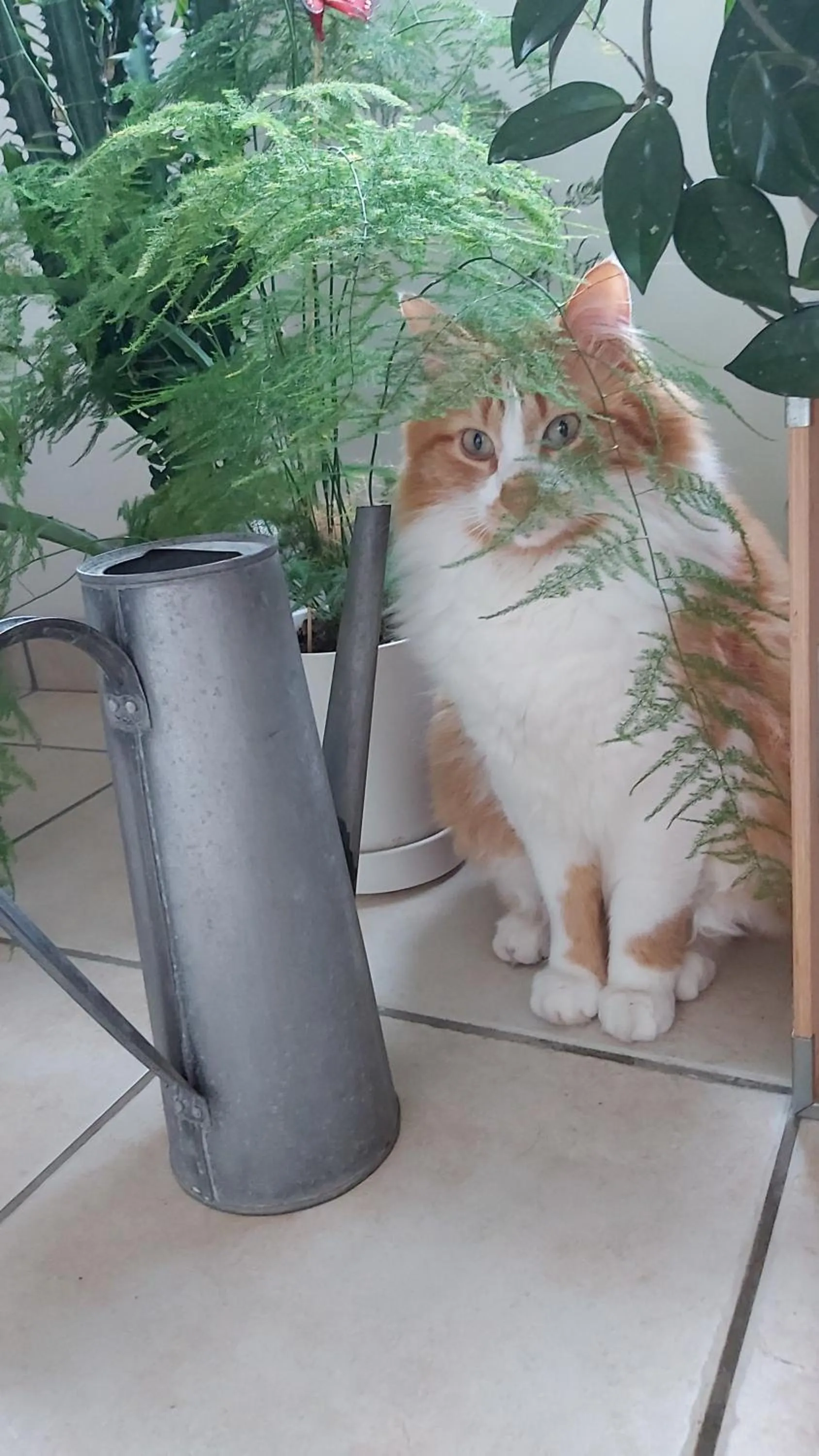 Pets in L'Oustaou du Bodo