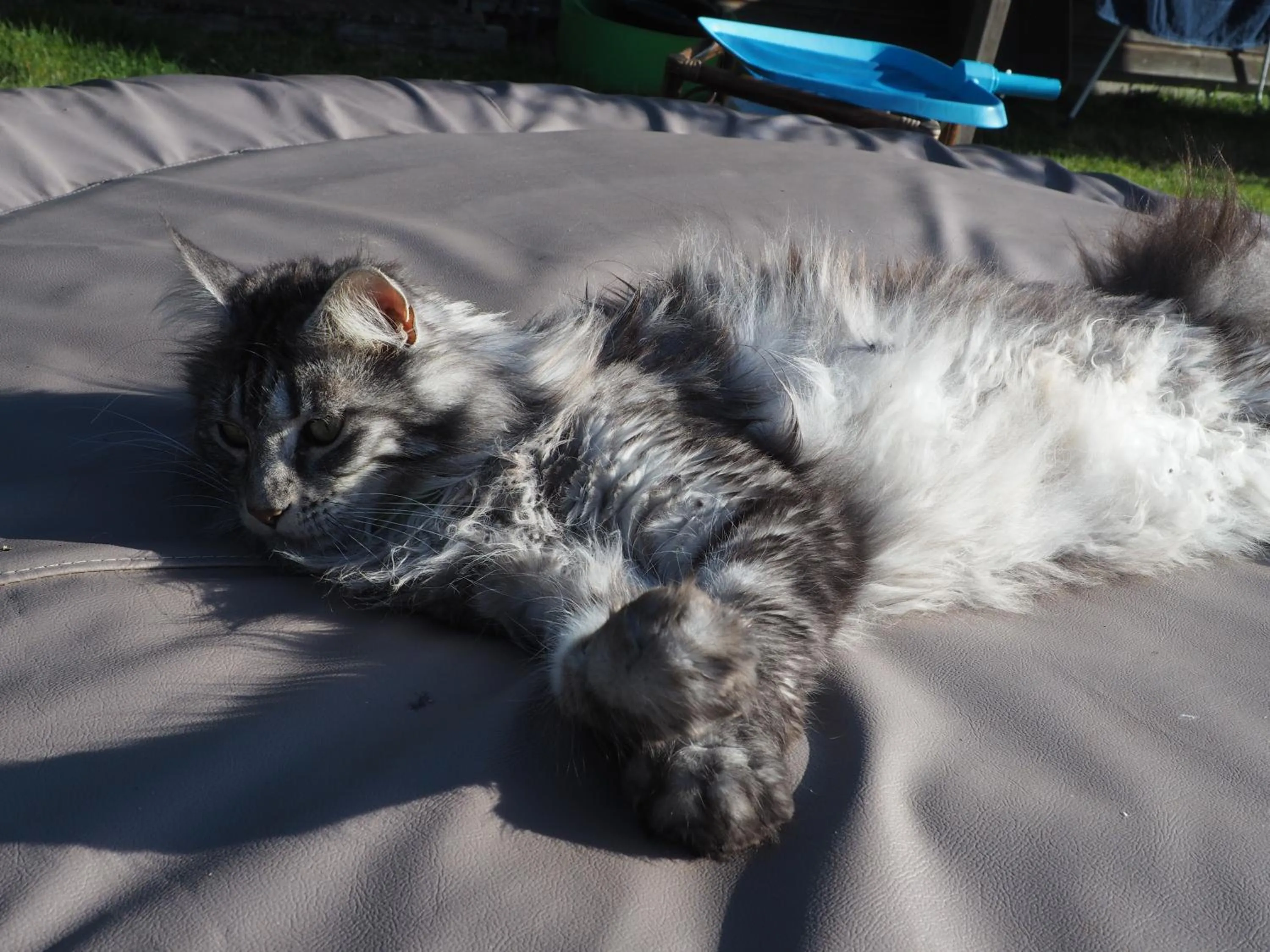 Pets in L'Oustaou du Bodo