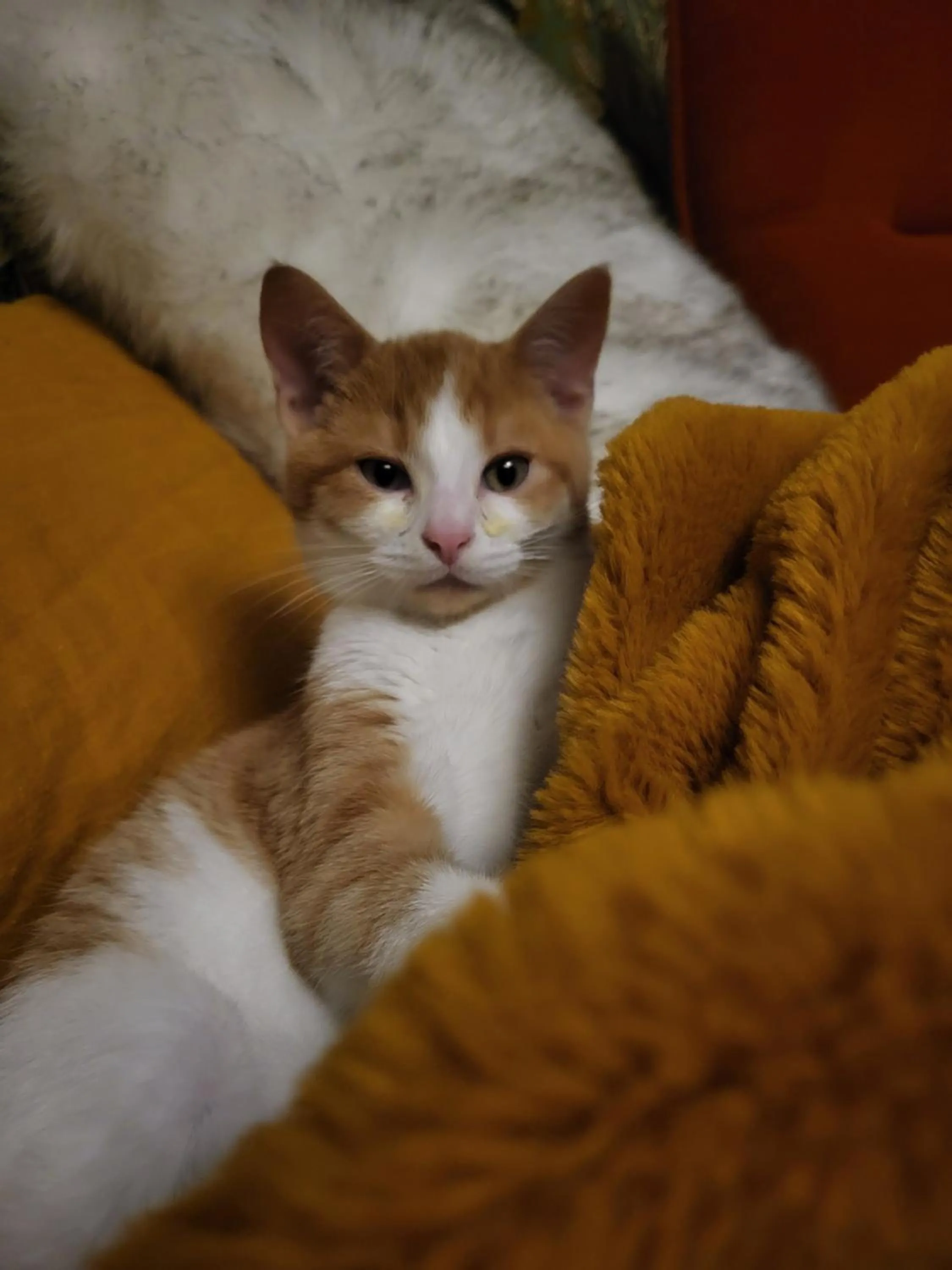 Pets in L'Oustaou du Bodo