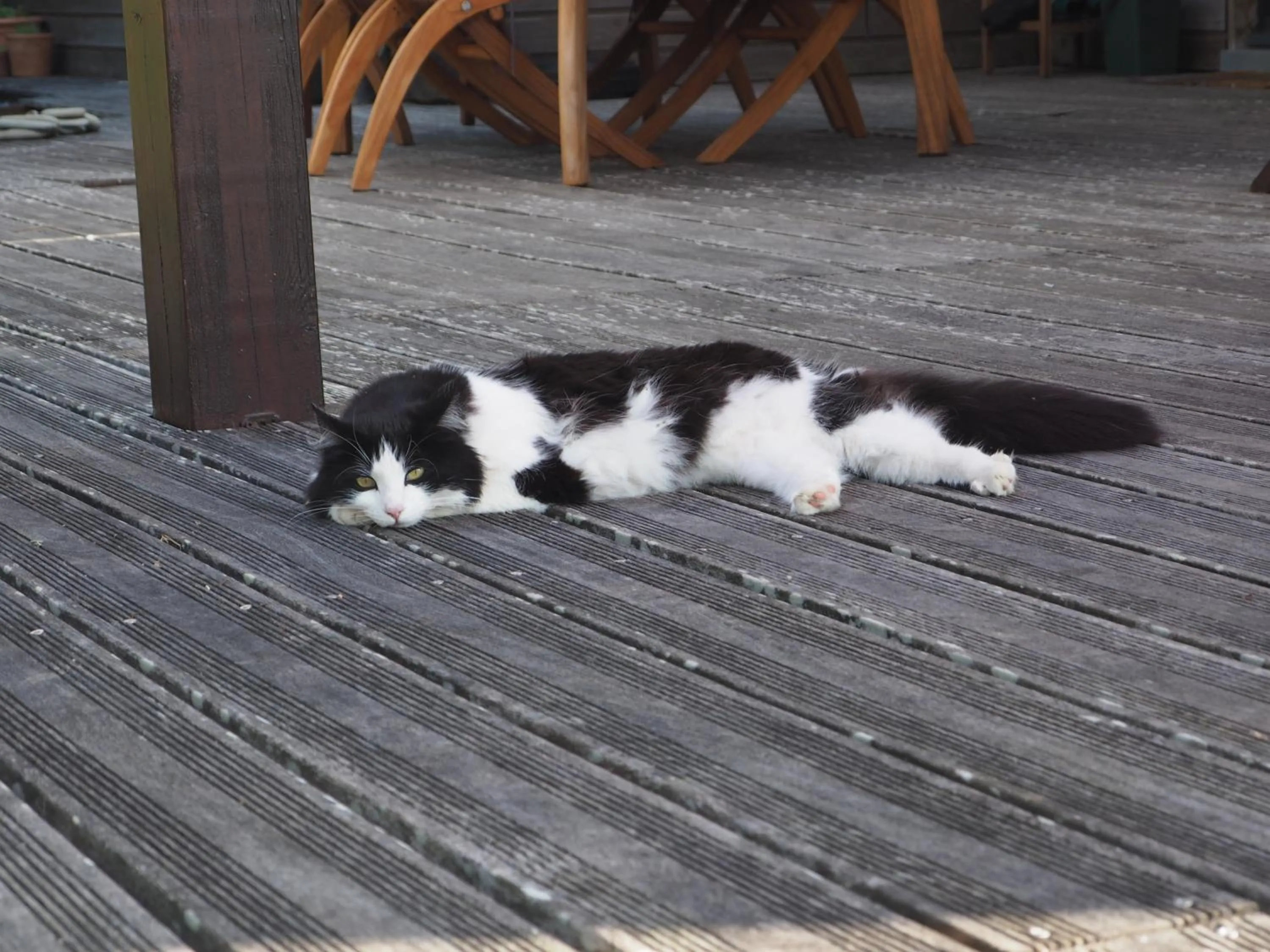 Pets in L'Oustaou du Bodo