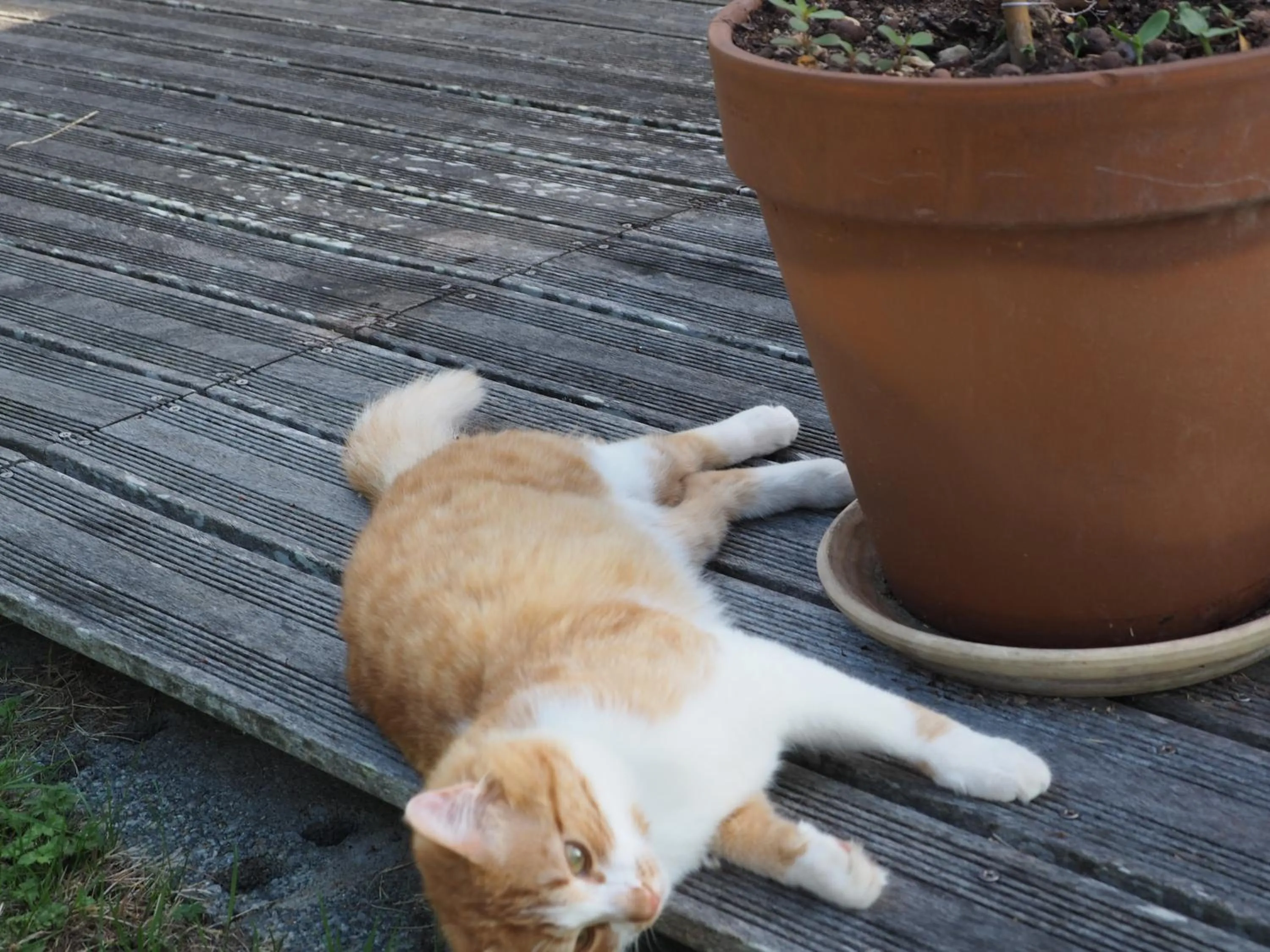 Pets in L'Oustaou du Bodo