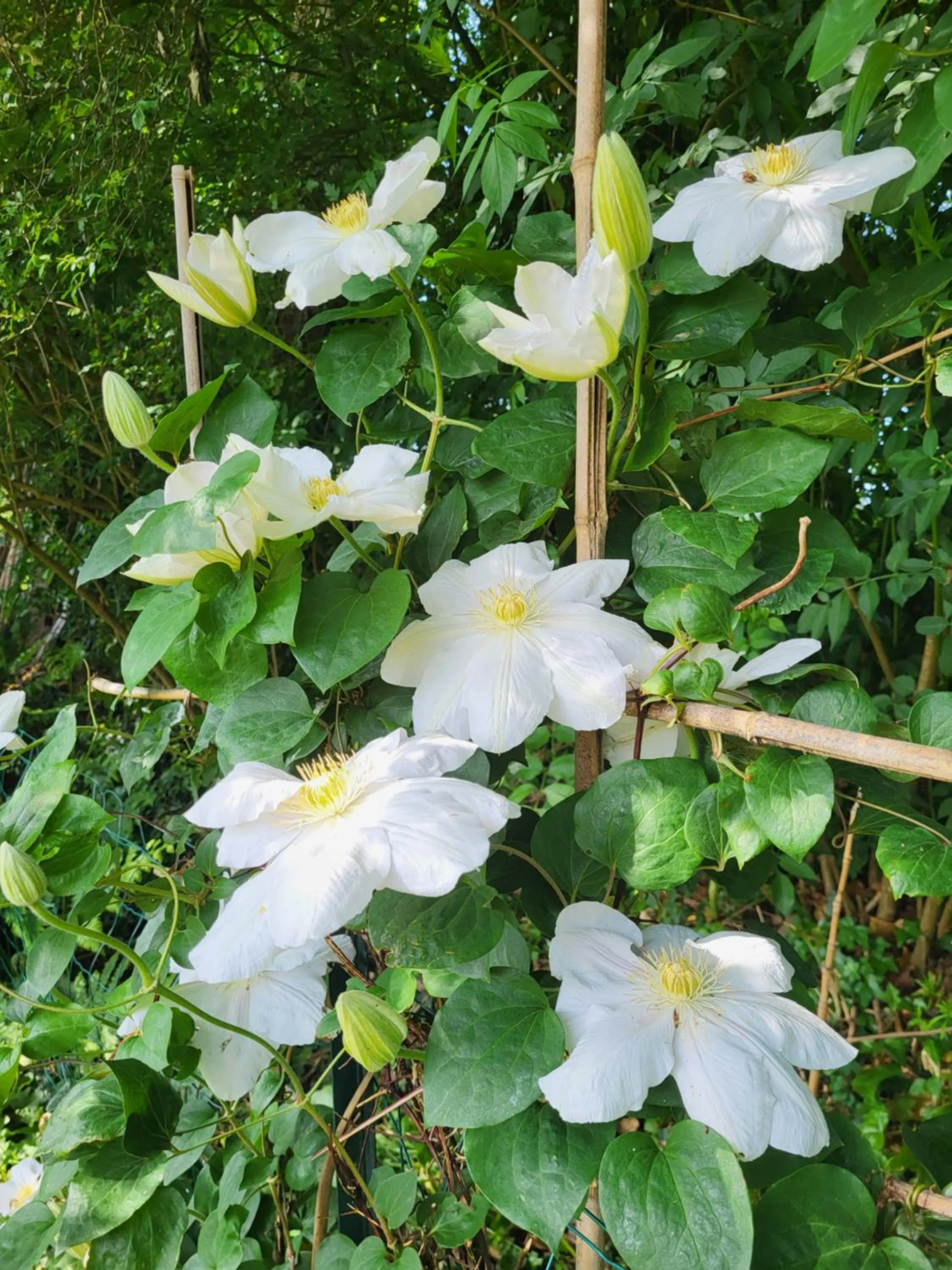 Garden in L'Oustaou du Bodo