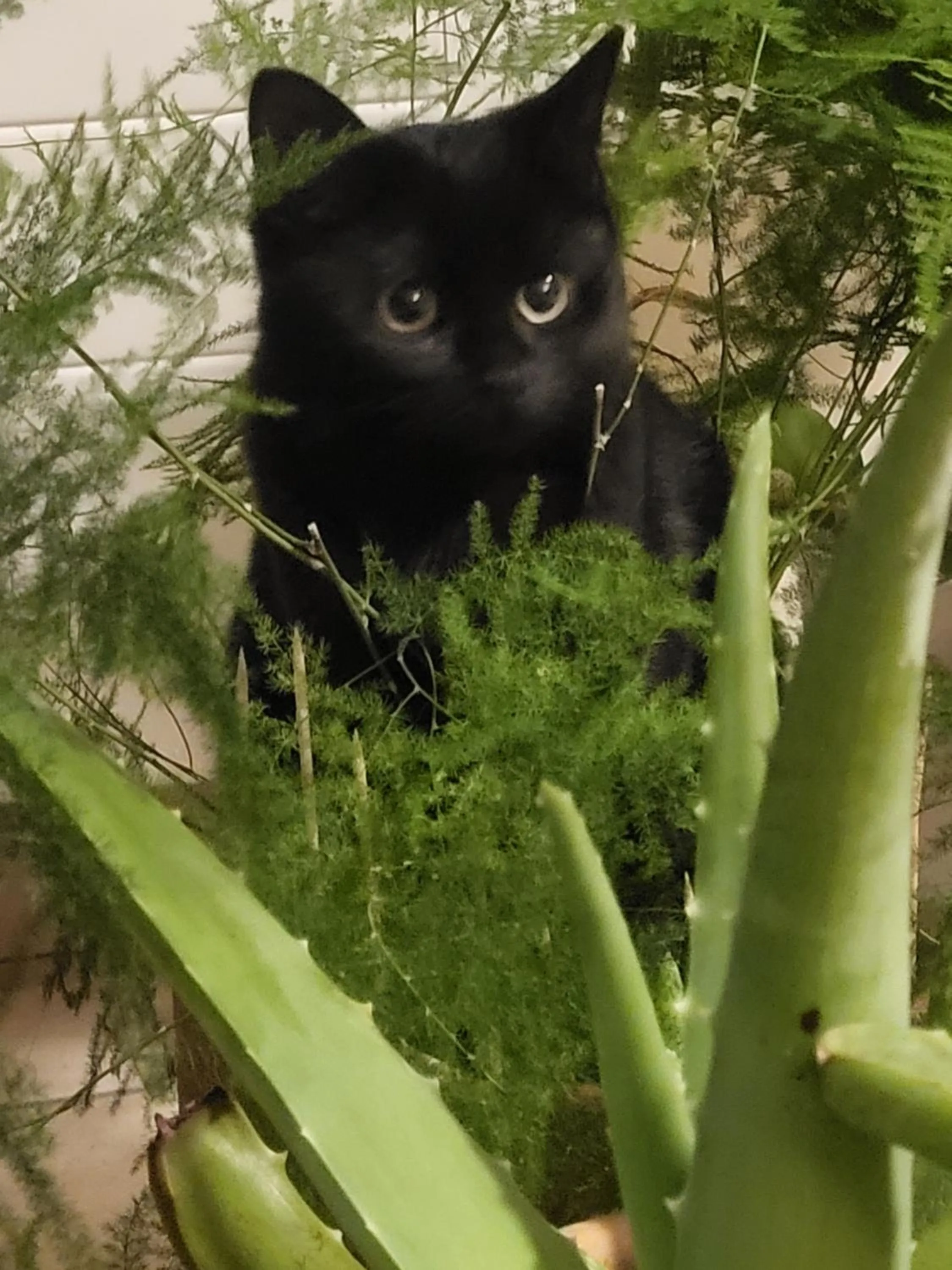 Pets in L'Oustaou du Bodo