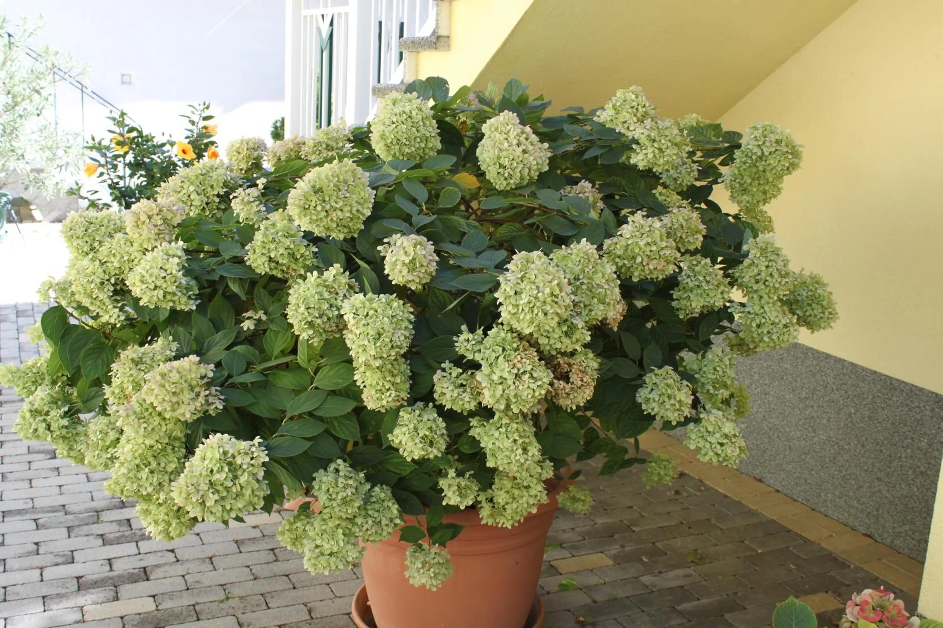 Garden in Pension Peterhof