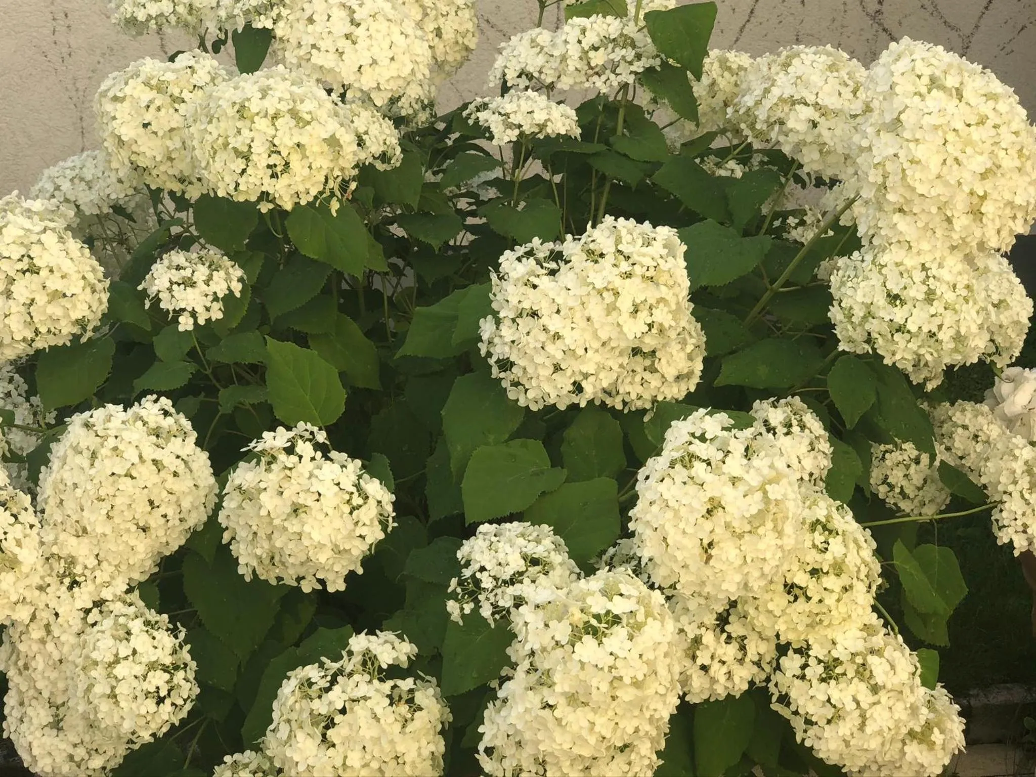 Garden in Pension Peterhof