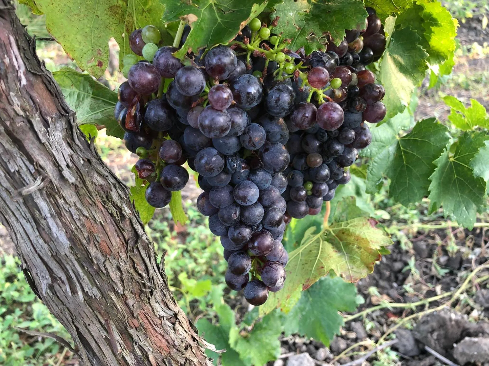 Natural landscape in Pension Peterhof