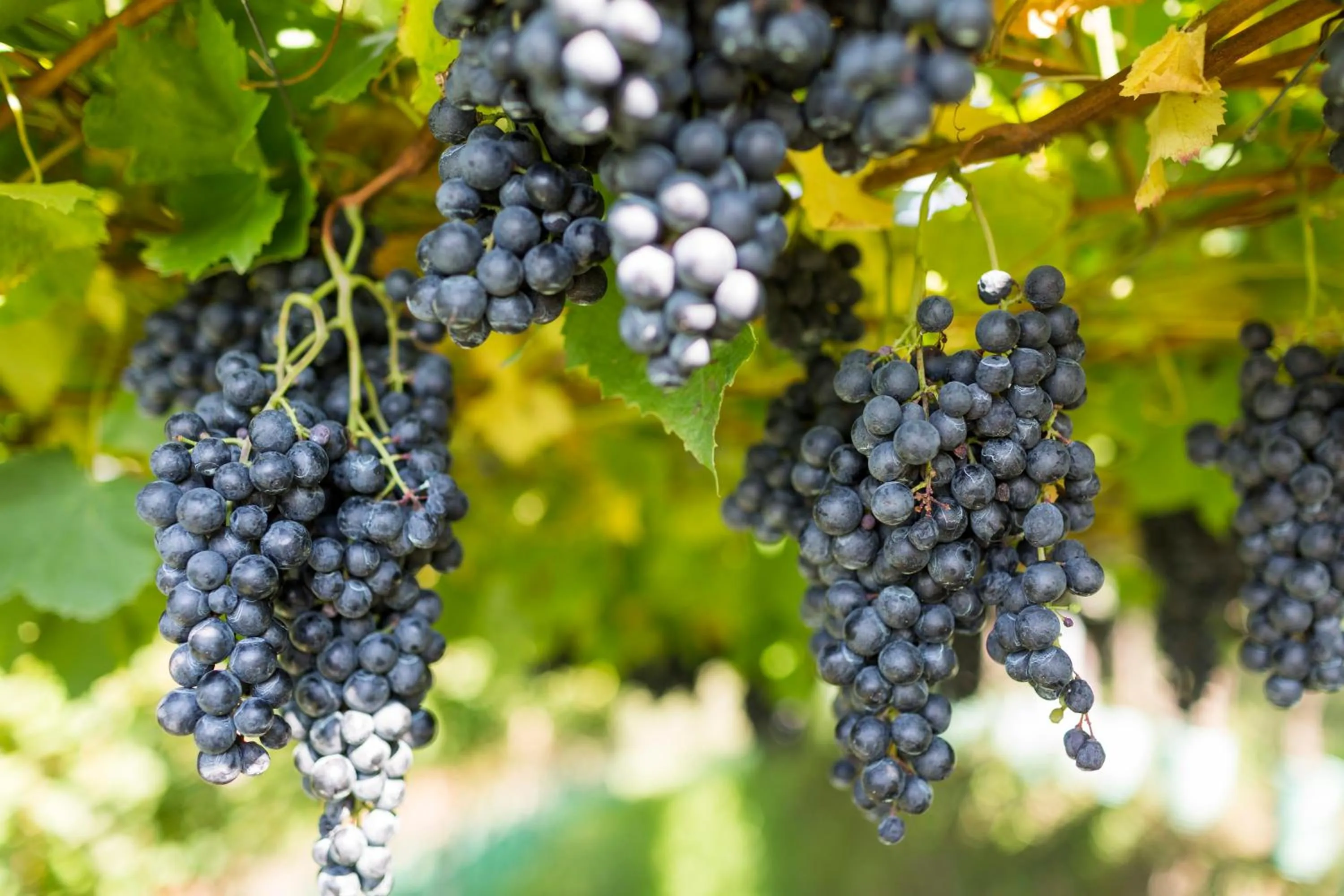 Area and facilities in Hotel Weingut Innerleiterhof