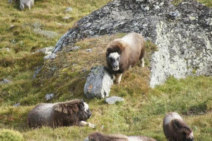 Natural landscape in Hytter Dombås
