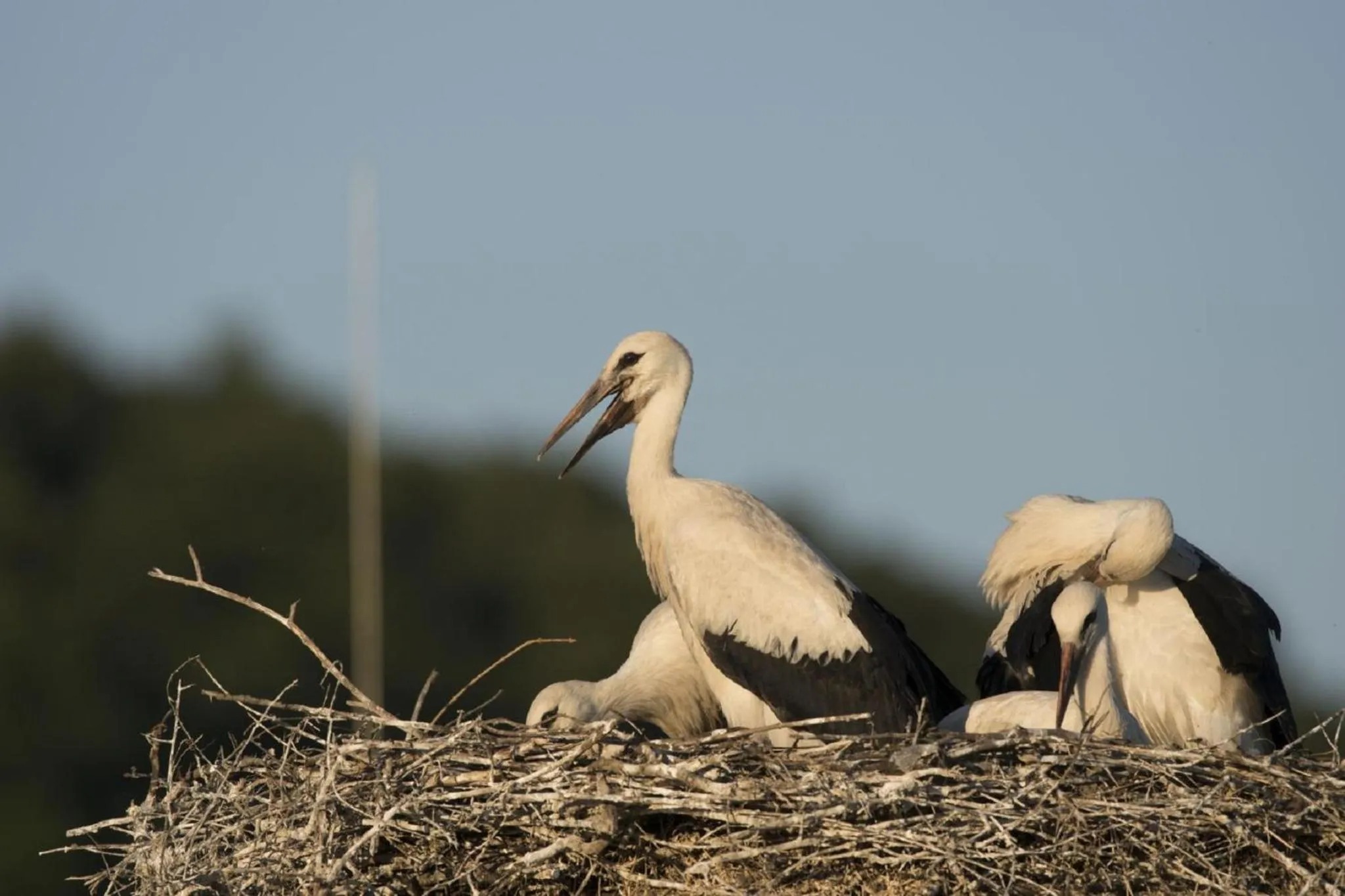 Animals in Gasthaus Schwarzer Adler