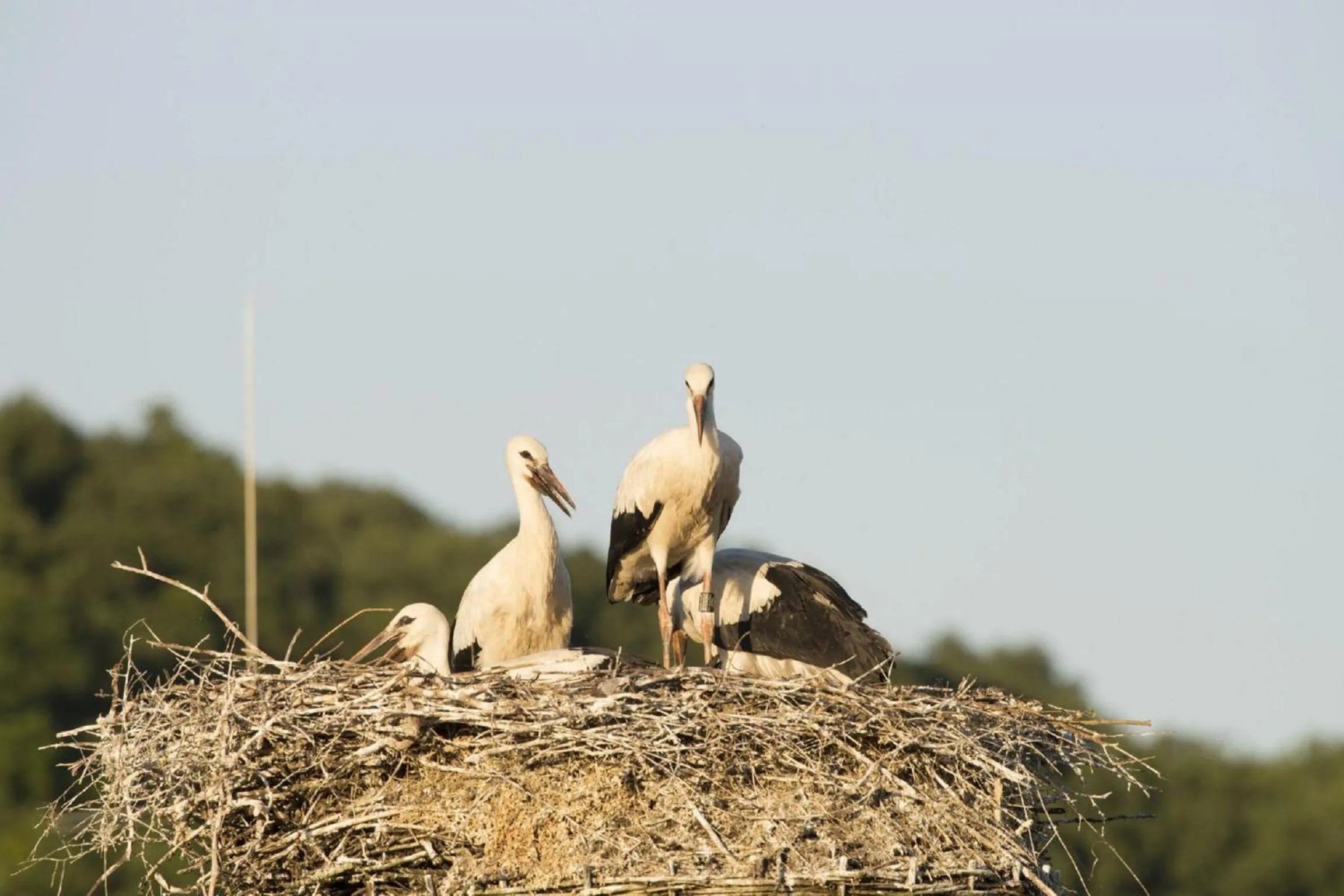 Animals in Gasthaus Schwarzer Adler