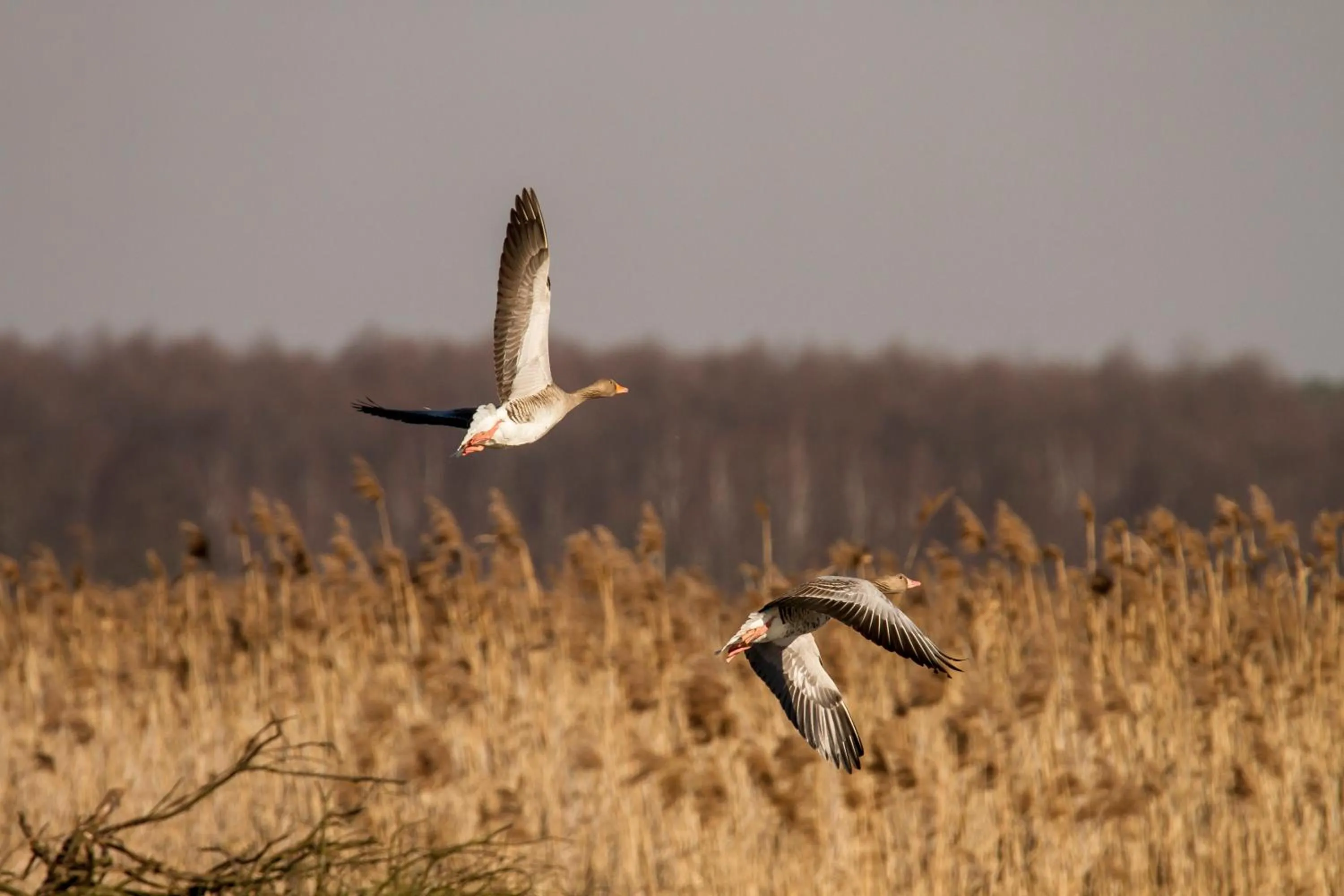 Cascina Borgofrancone