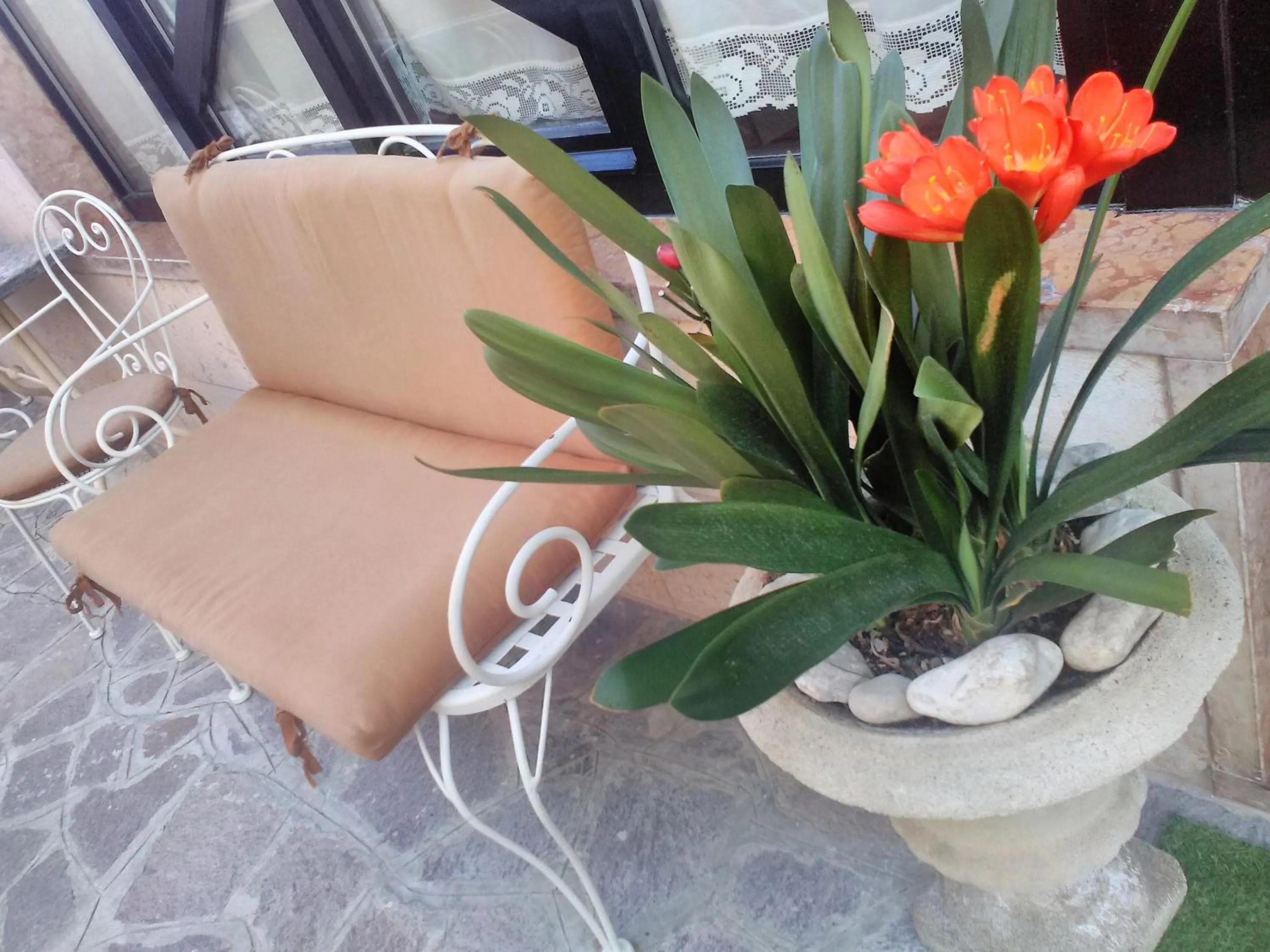 Area and facilities in Hotel Orchidea