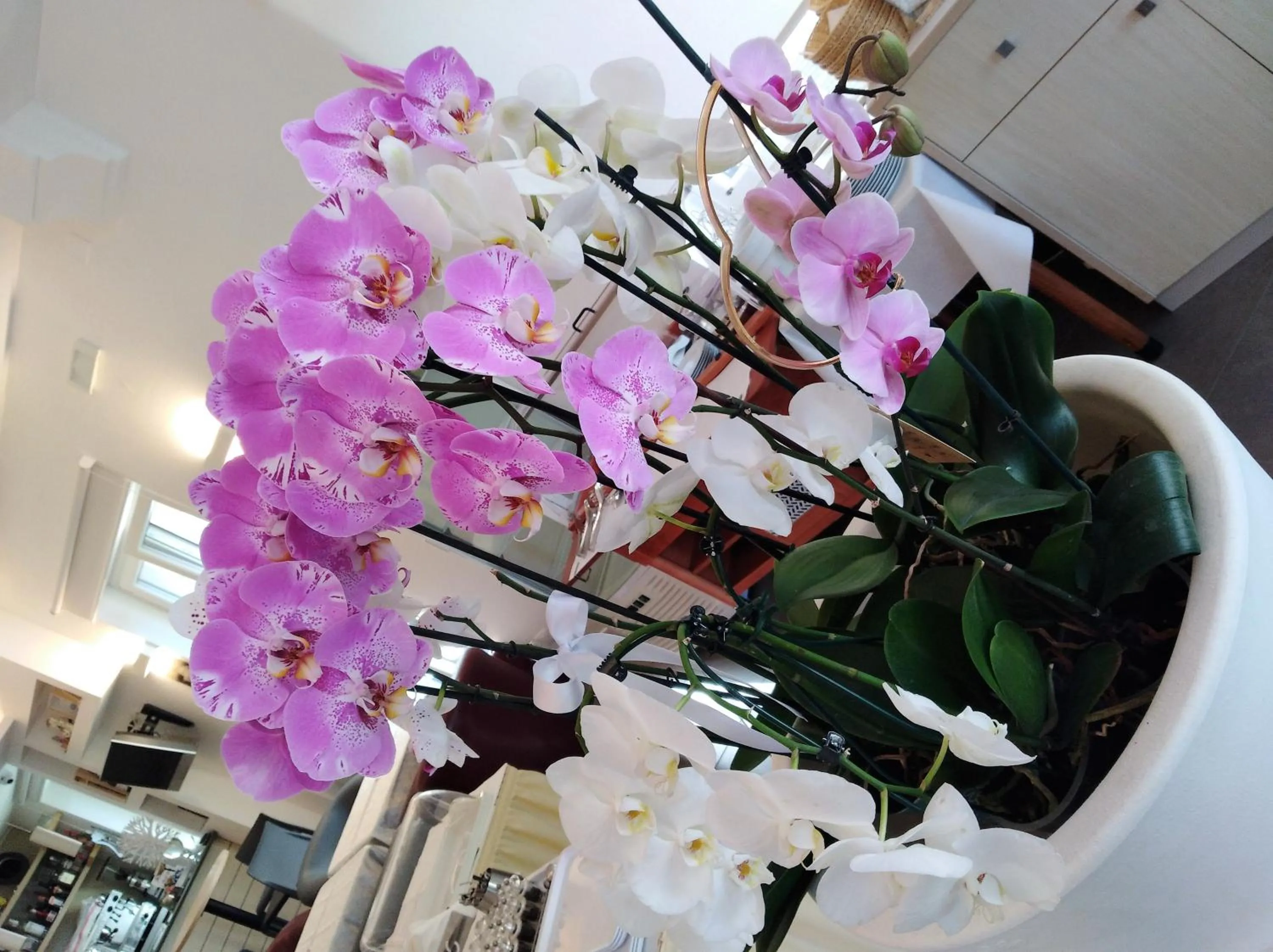 Other in Hotel Orchidea