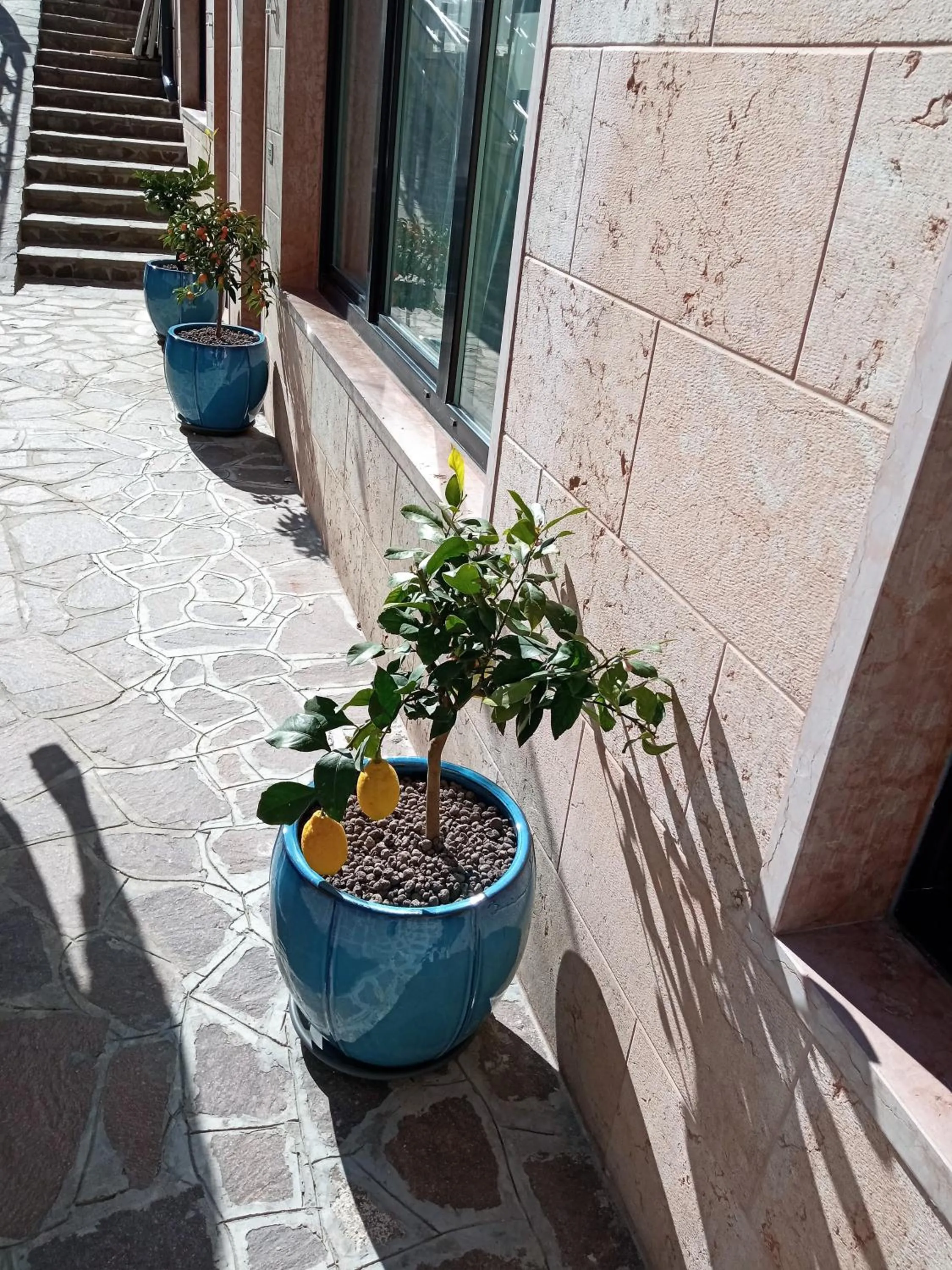 Garden in Hotel Orchidea