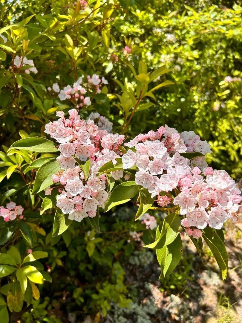 Spring in Love Shack