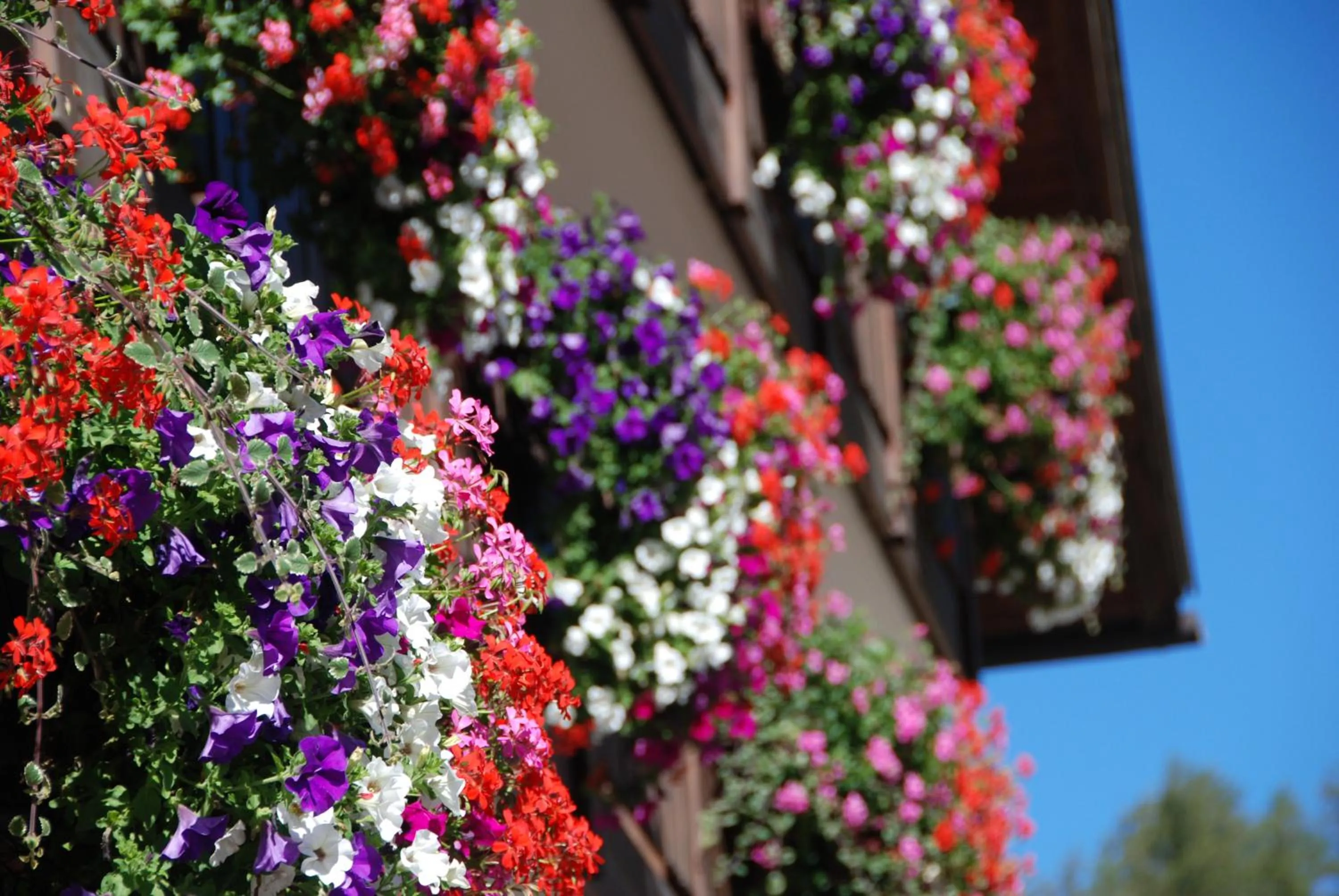 Garden in Hotel Ciampian