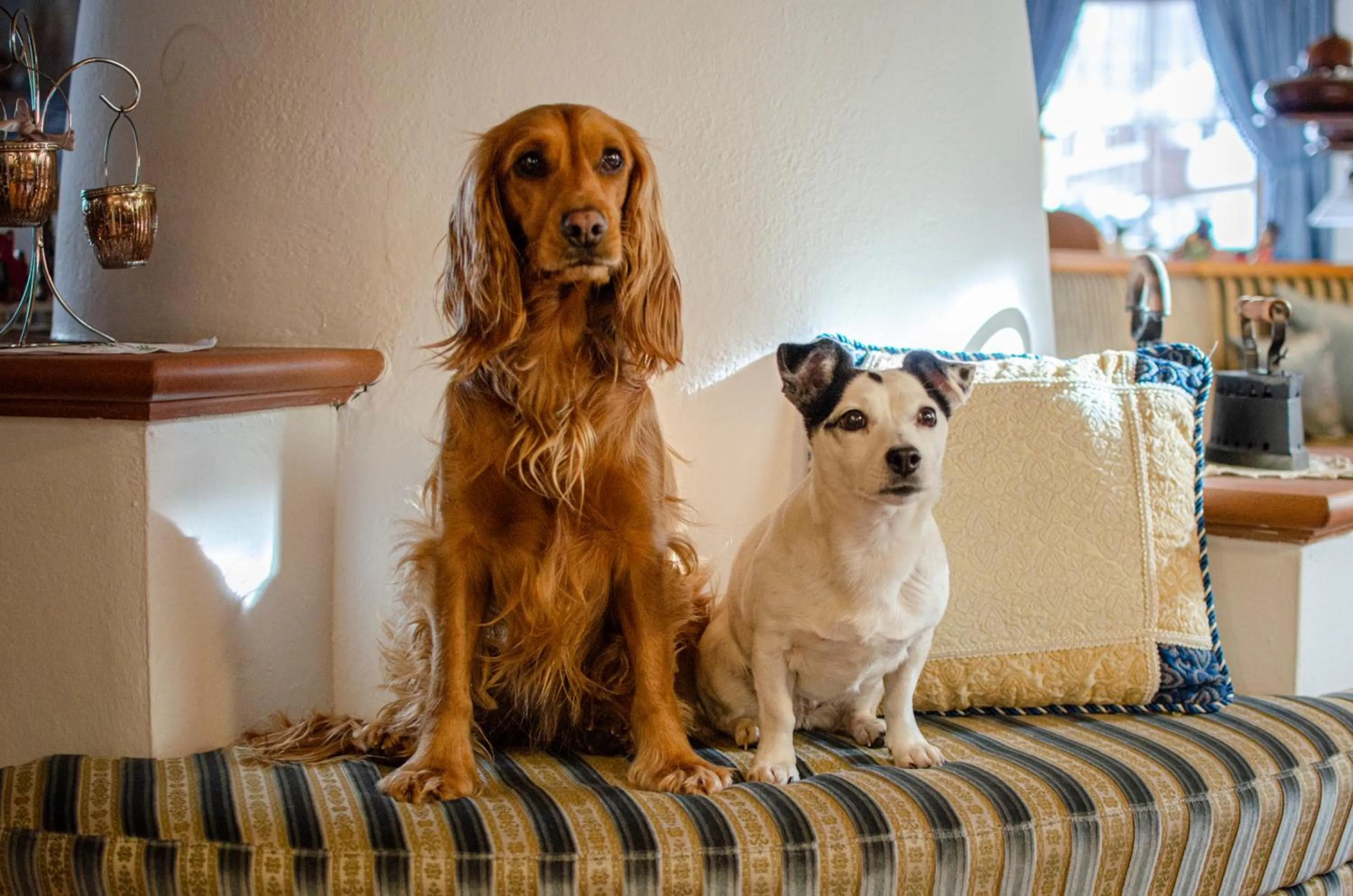 Pets in Hotel Ciampian