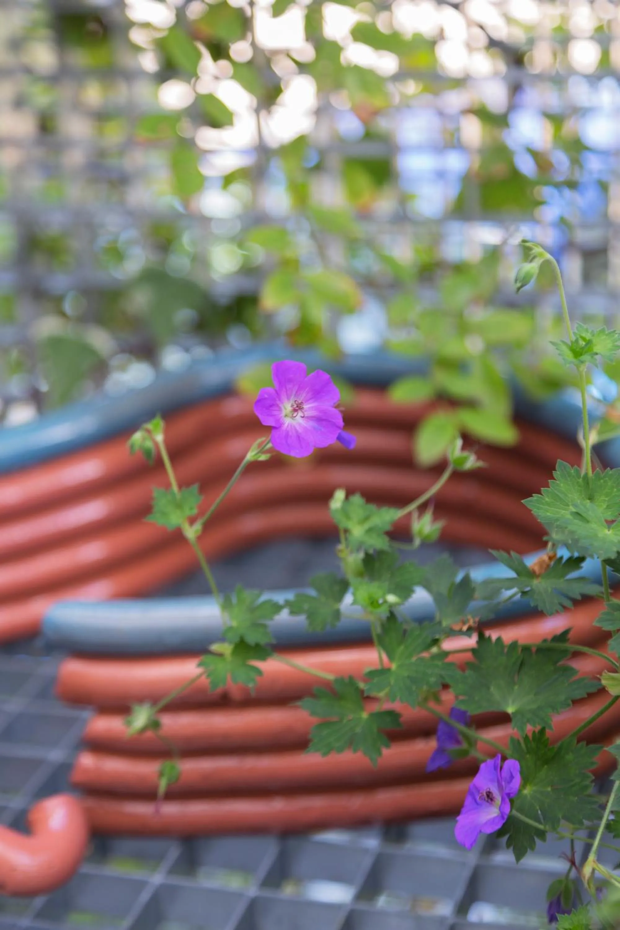 Garden in Le Nove Hotel