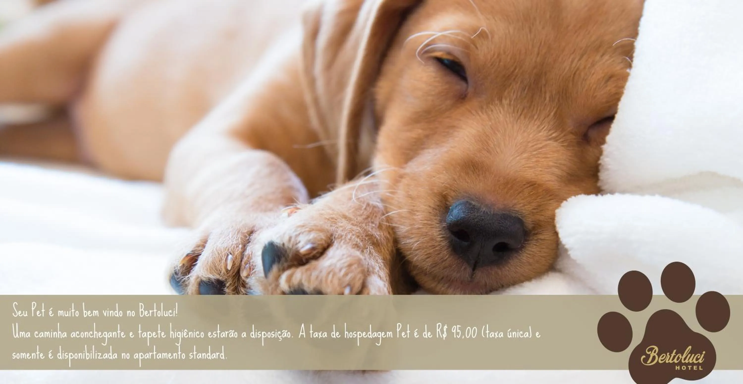 Pets in Hotel Bertoluci