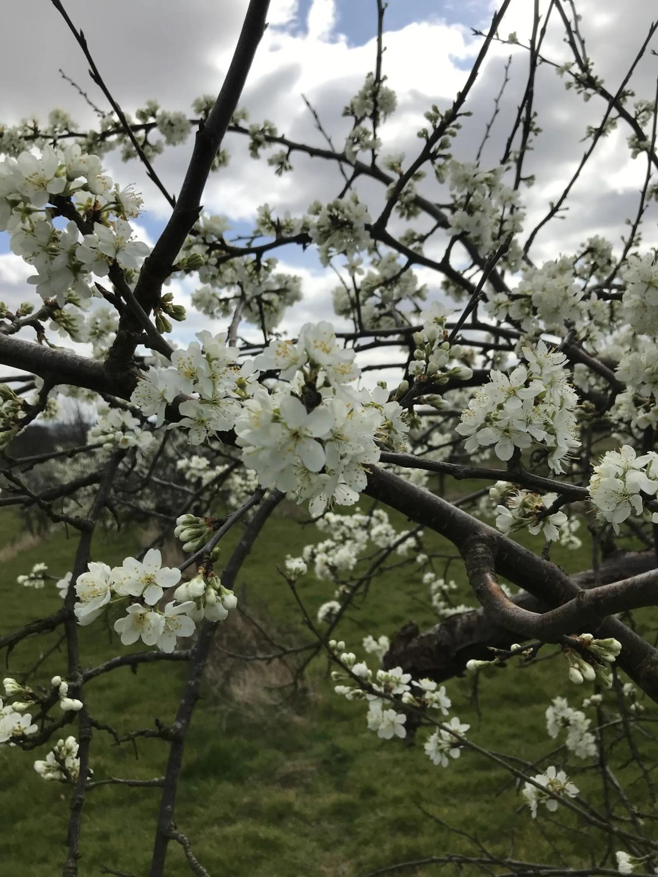 Other in Shakespeare's View