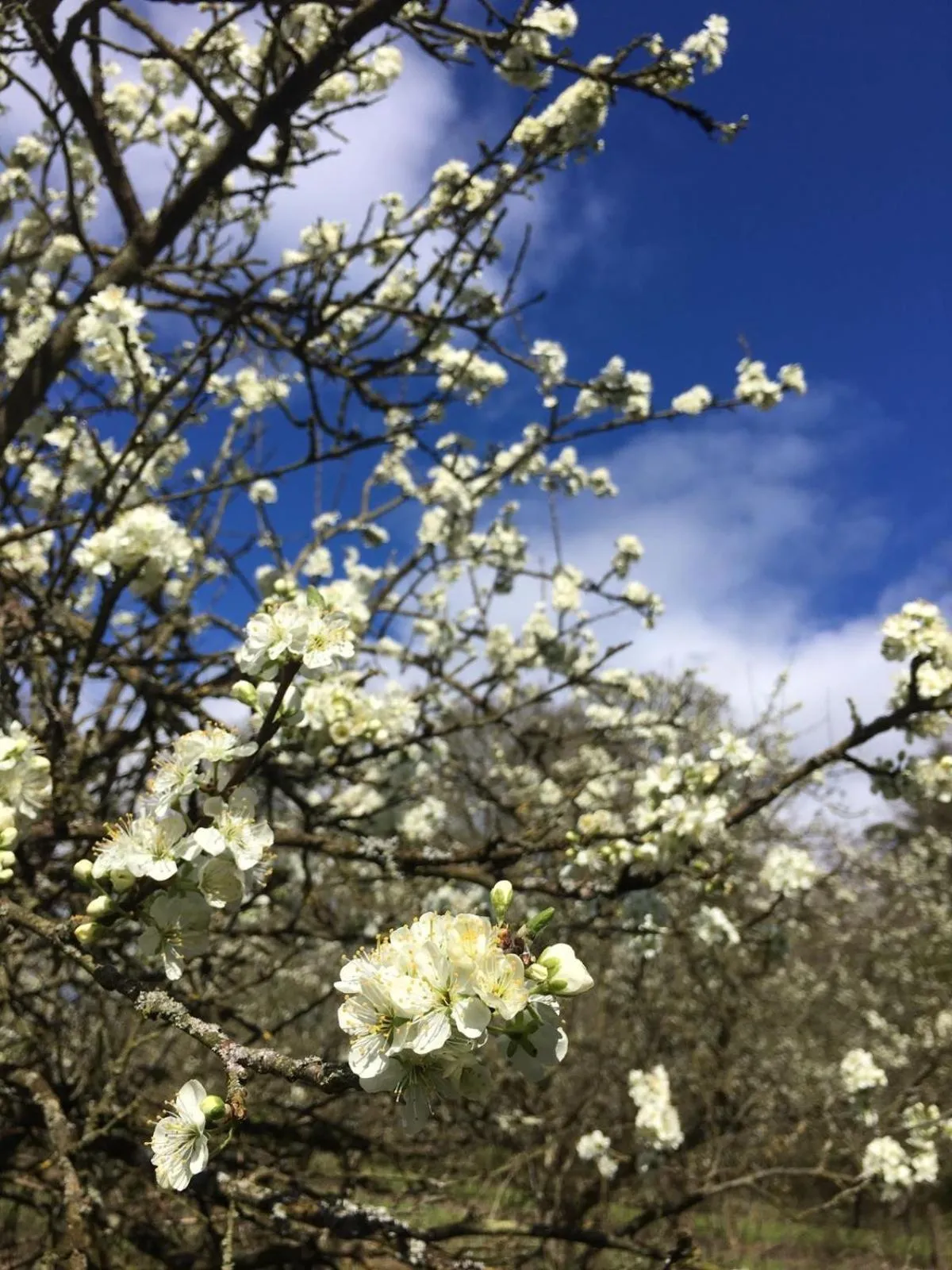 View (from property/room) in Shakespeare's View