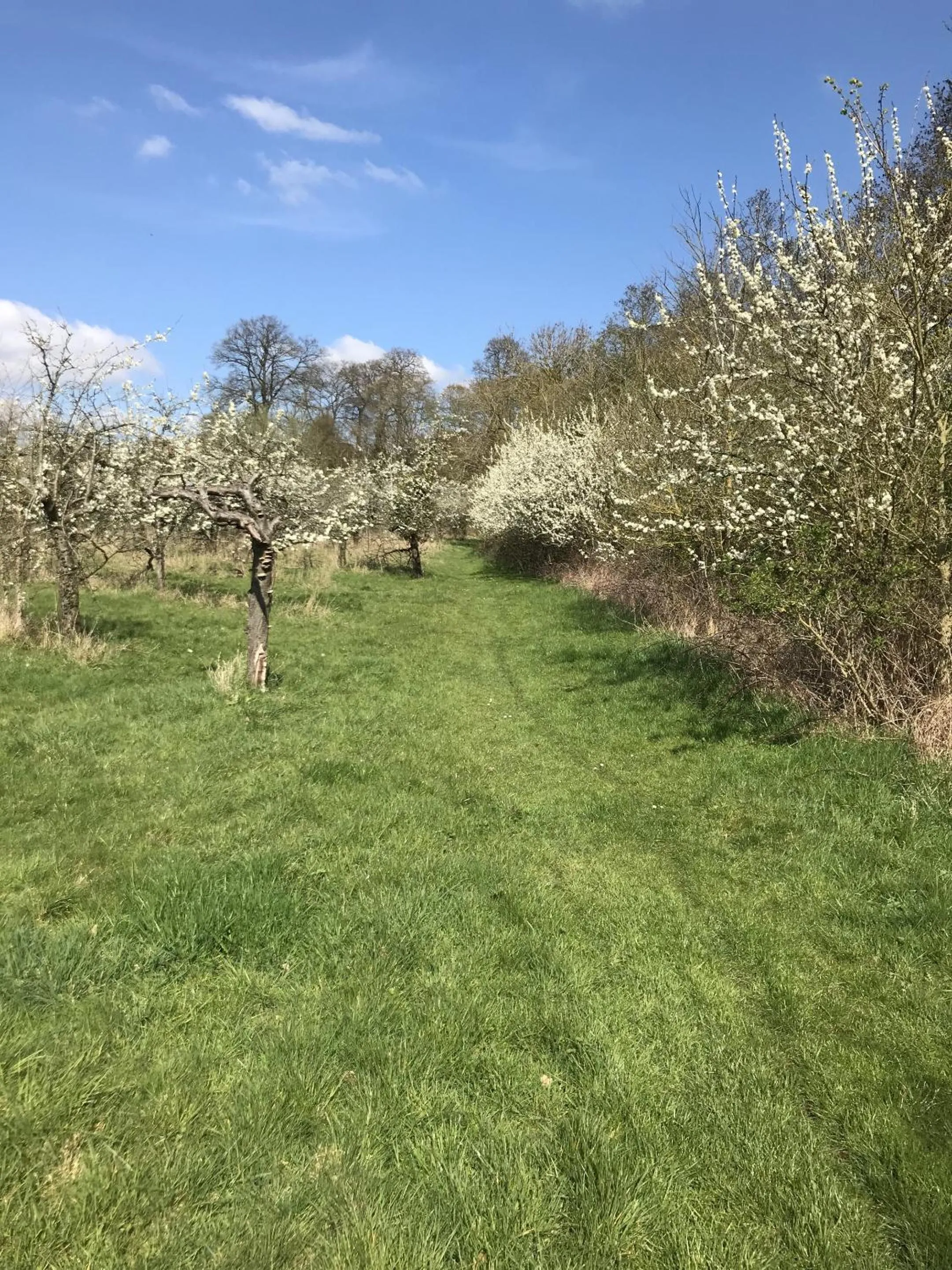 Property building in Shakespeare's View