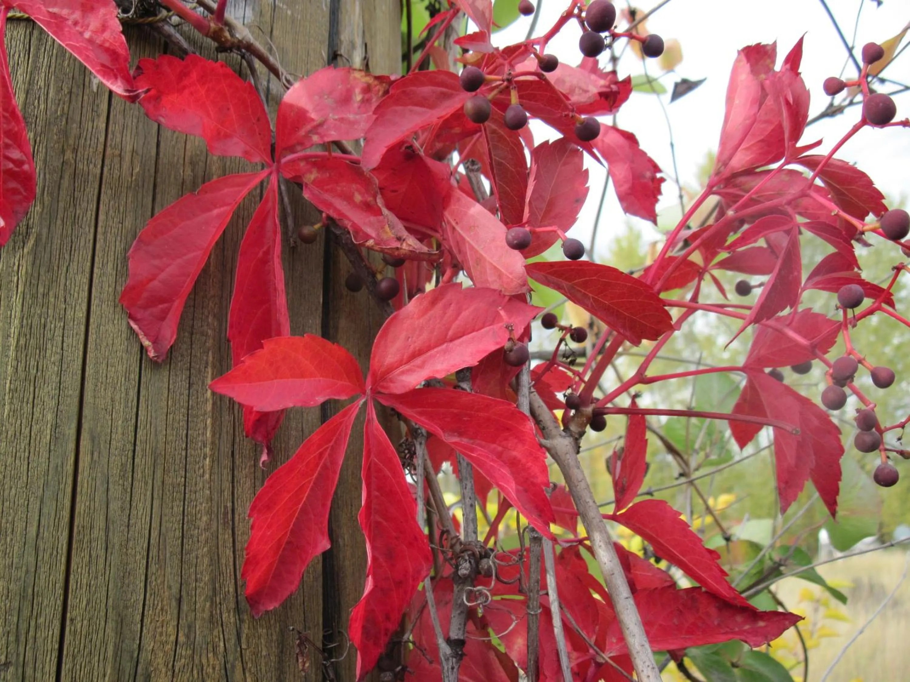 Garden in Blue Grouse Country Inn