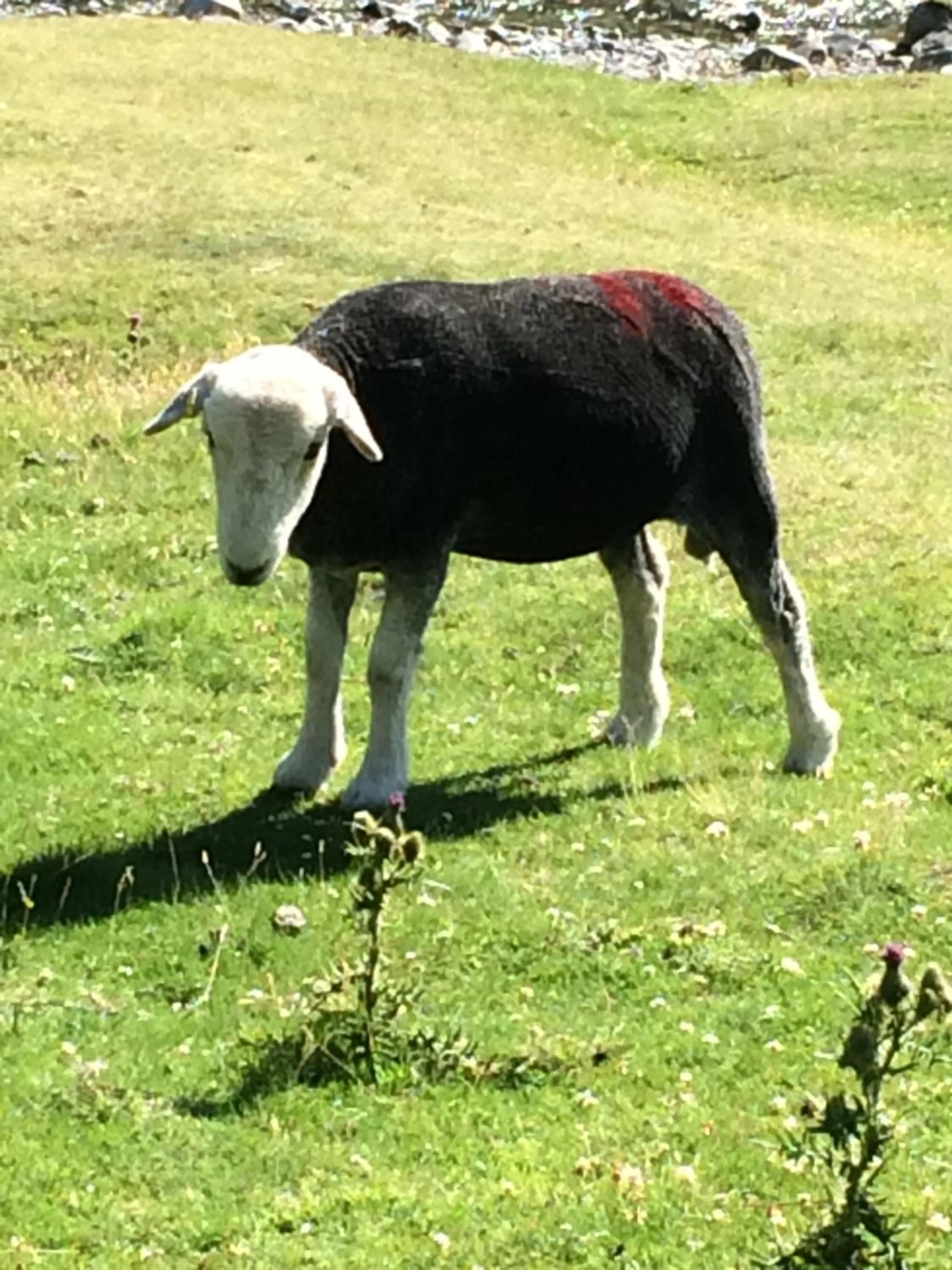 Animals in Invergarry Room Only Guest House For Adults