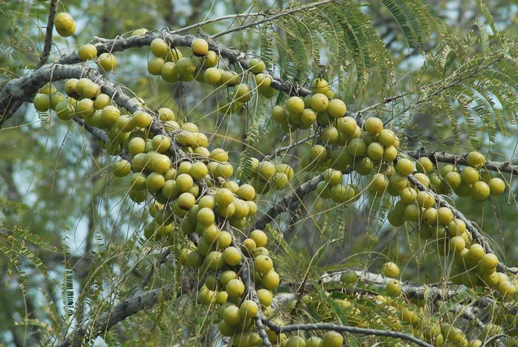 Other in Rajasthali Resort & Spa