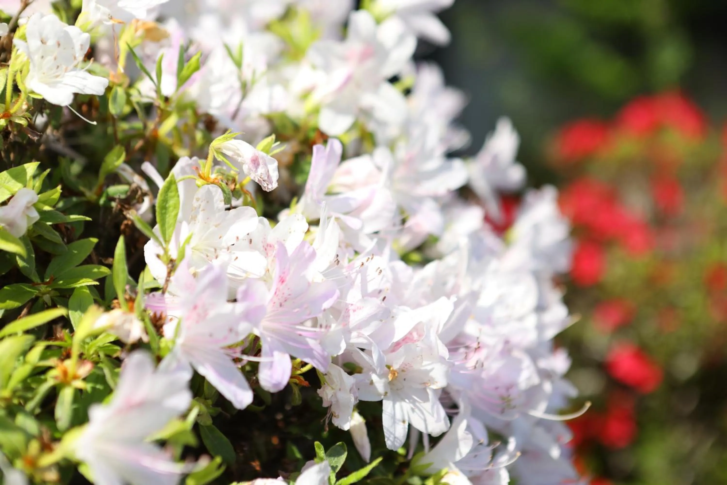 Garden in Besshoonsen Nanjyo Ryokan